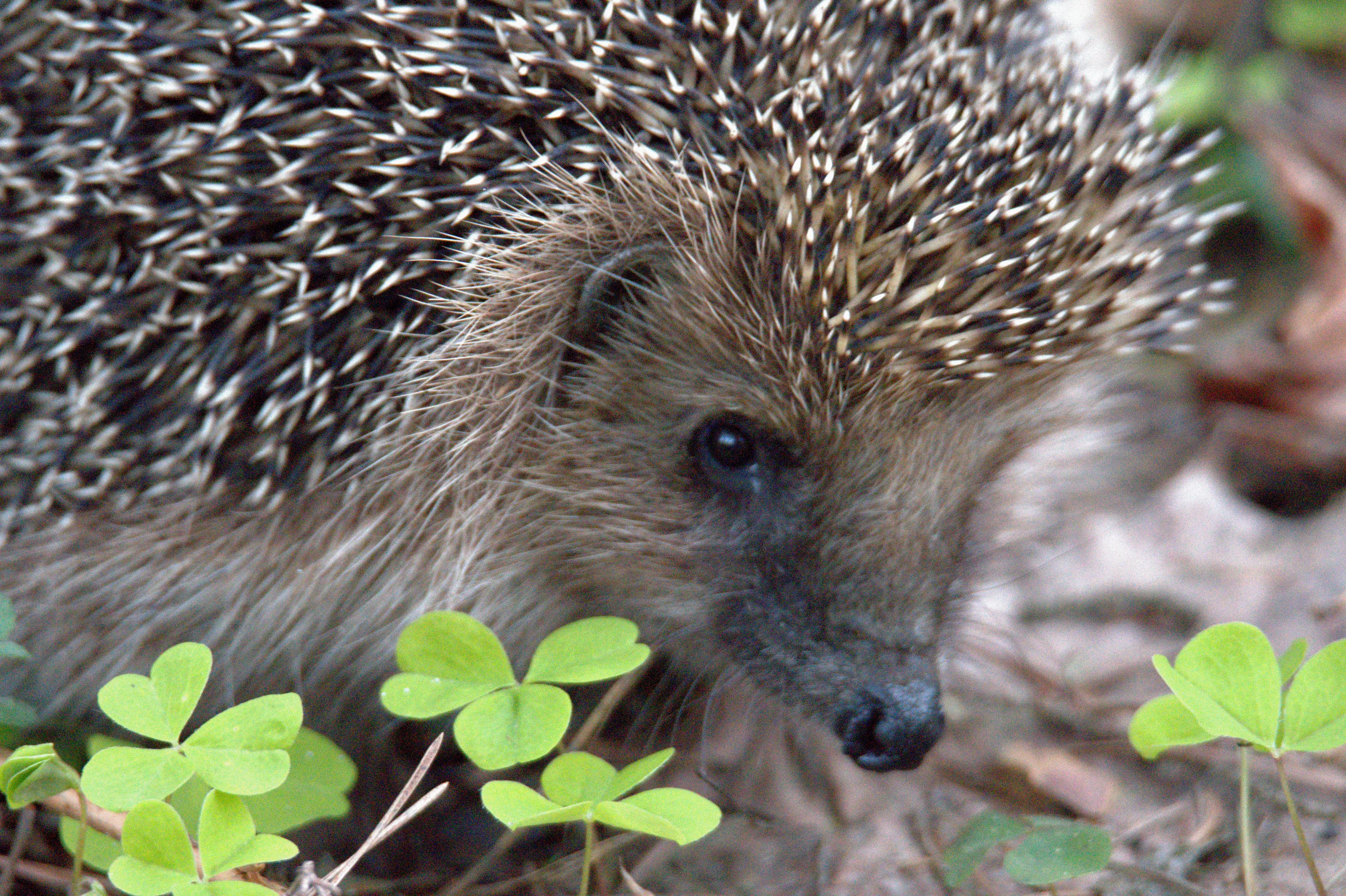 Hedgehogs