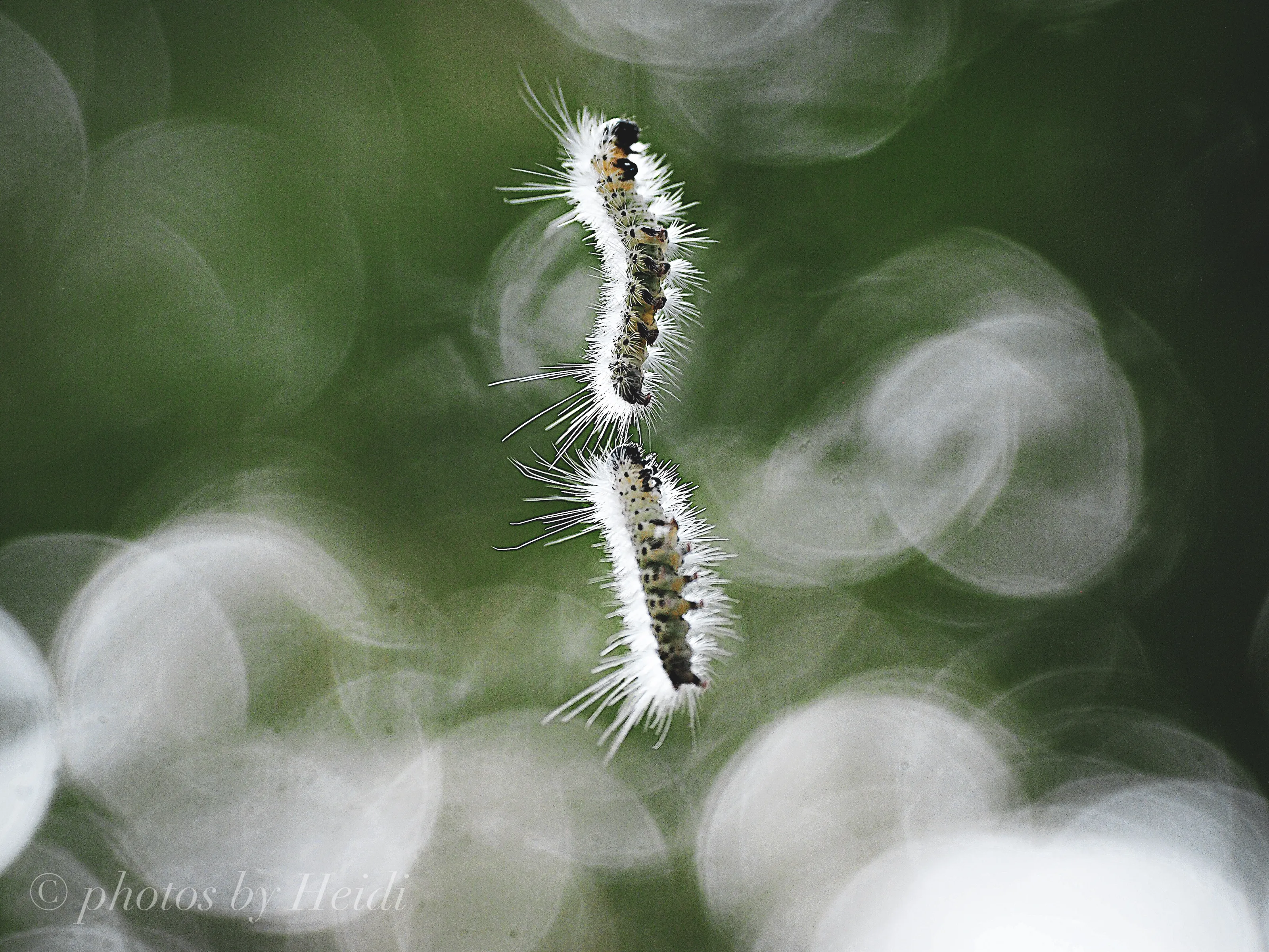 Insects at Any Stage of Life (in colour)