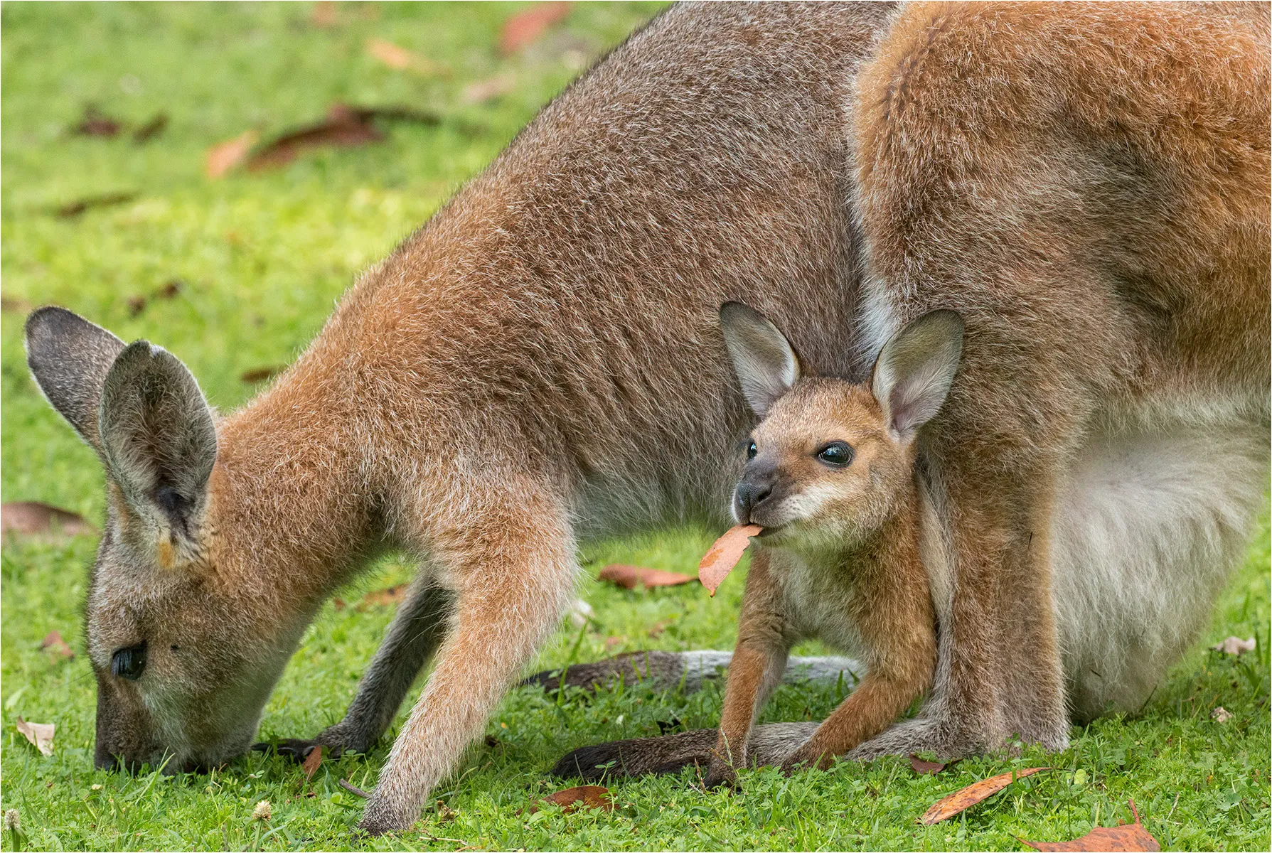 Australian Animals and Plants (no people)