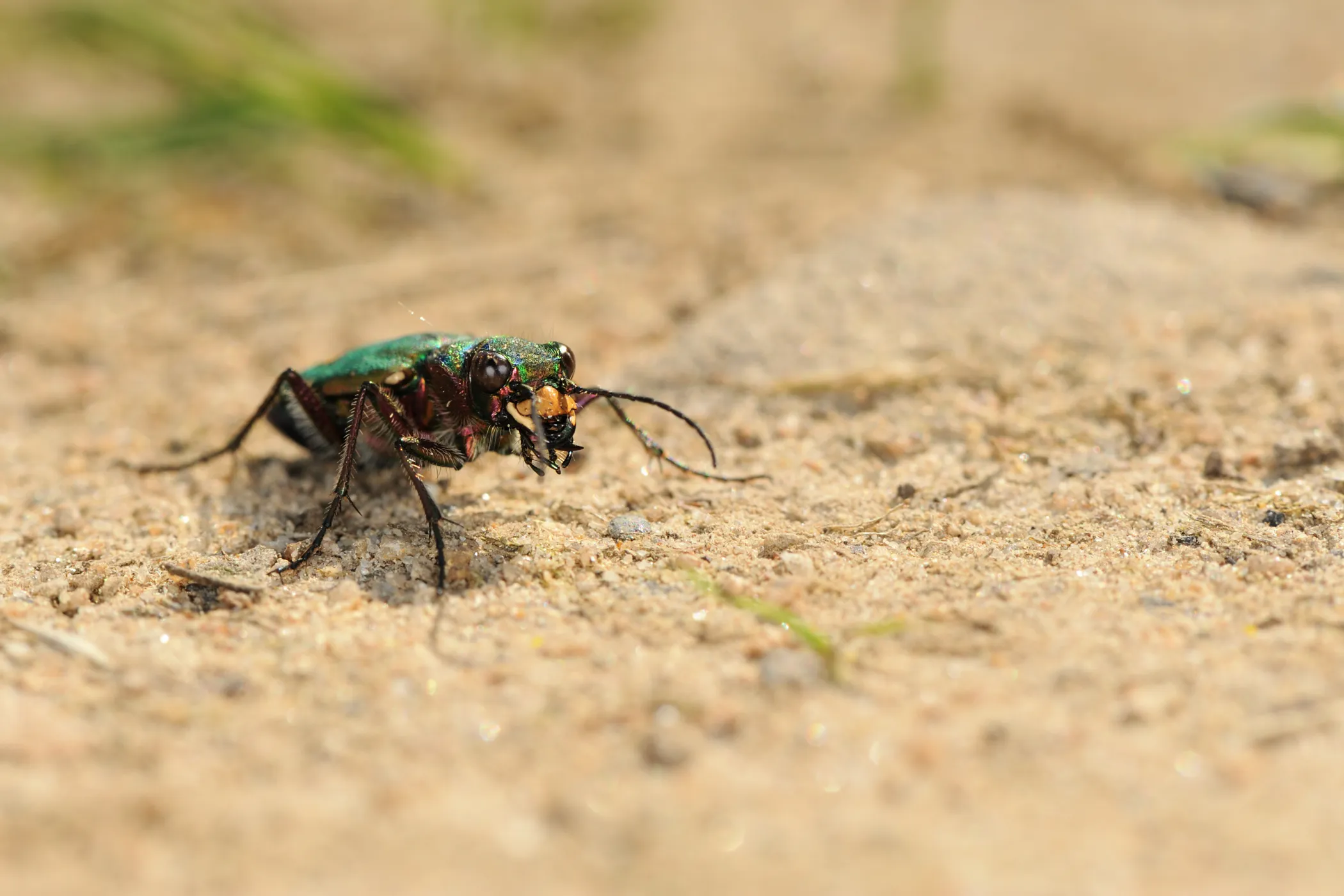 Insects