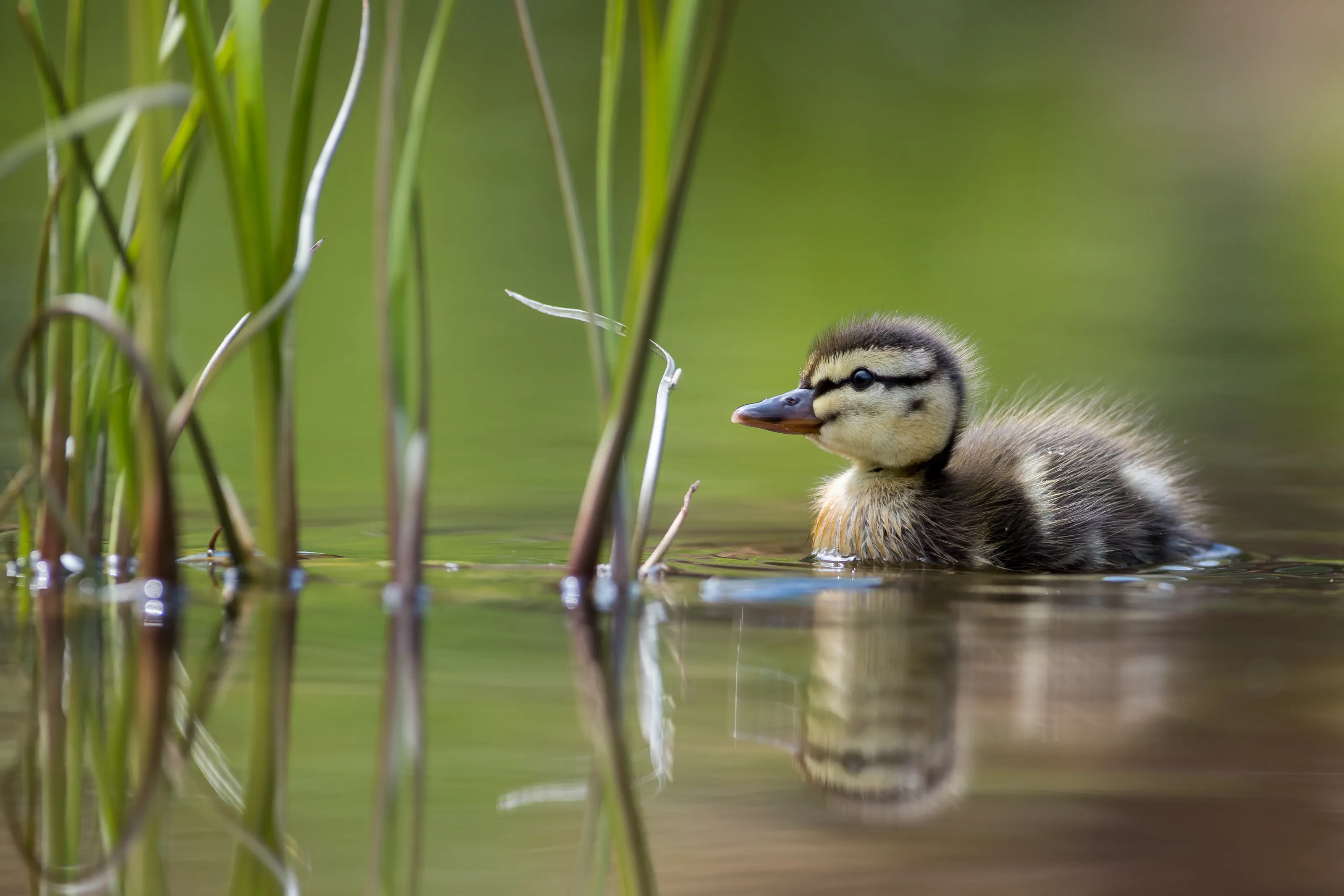 A Lone Duck (in colour)
