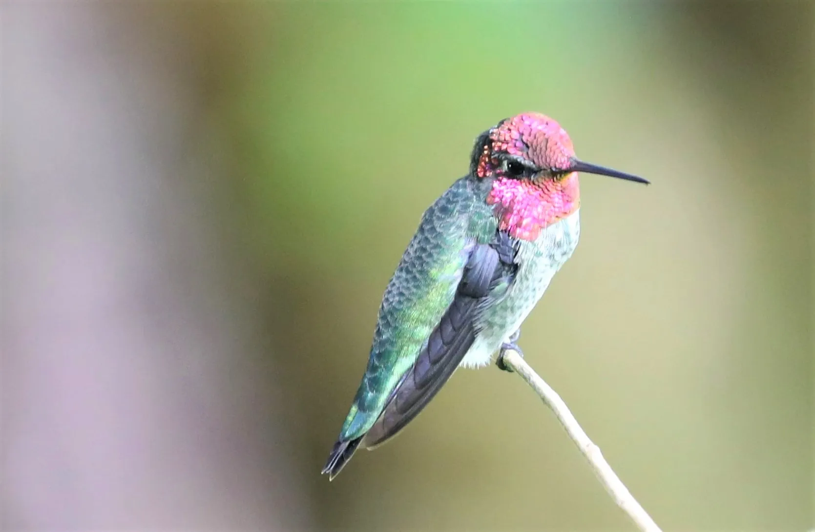 Hummingbirds - Perched, Not In Flight