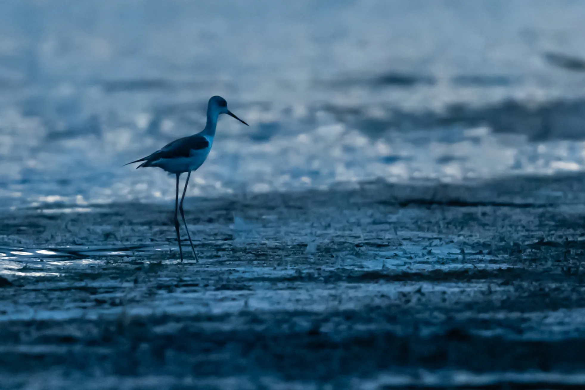 Wildlife in the Blue Hour
