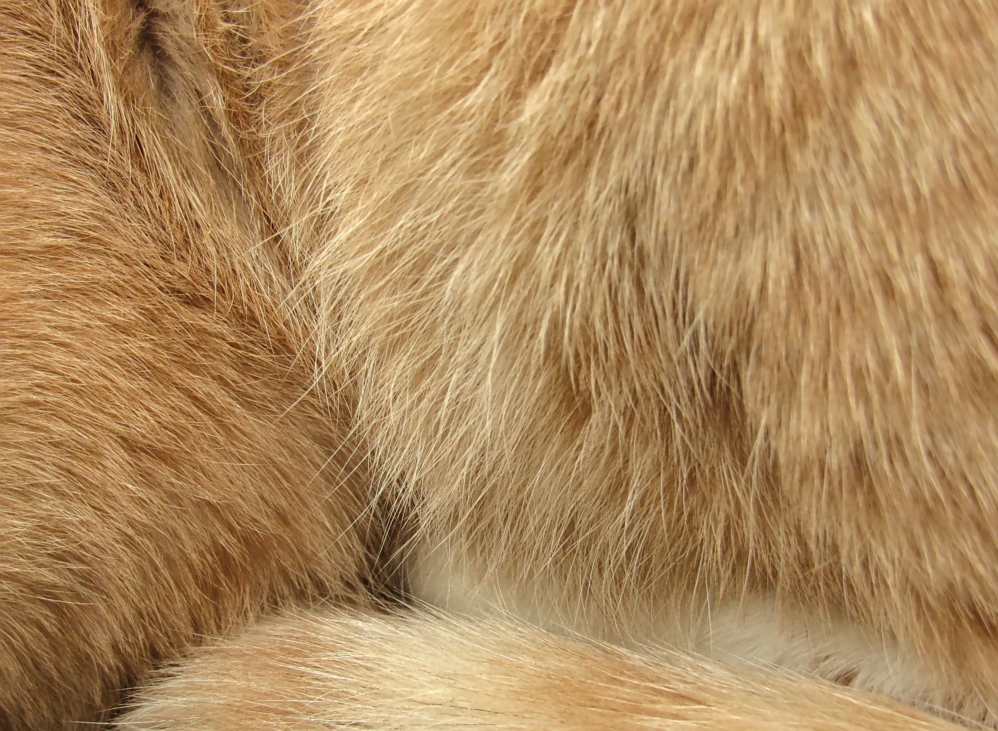Macro or Close up of Cat's Fur