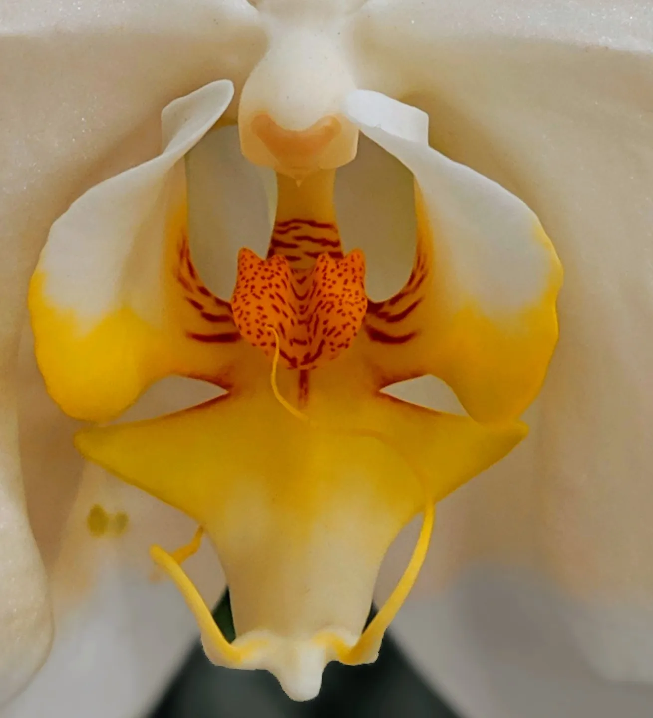 Stamens and Pistils of Flowers