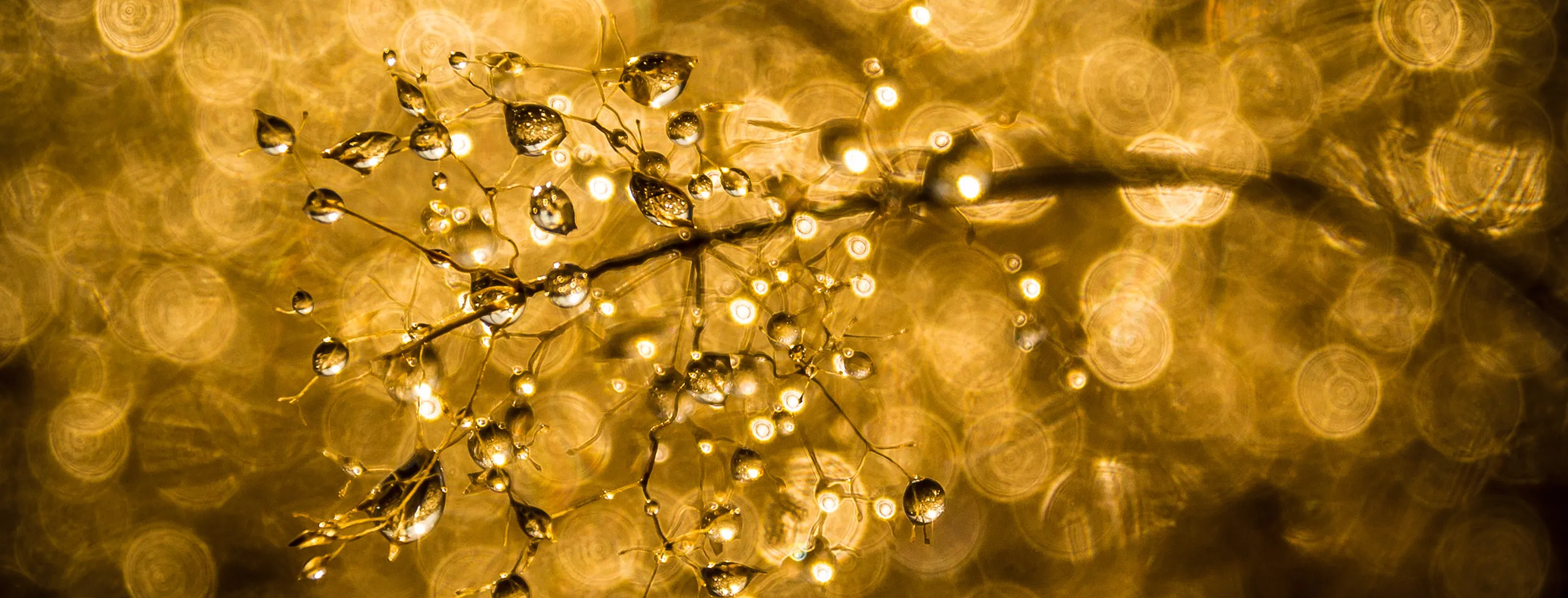 The colour gold
