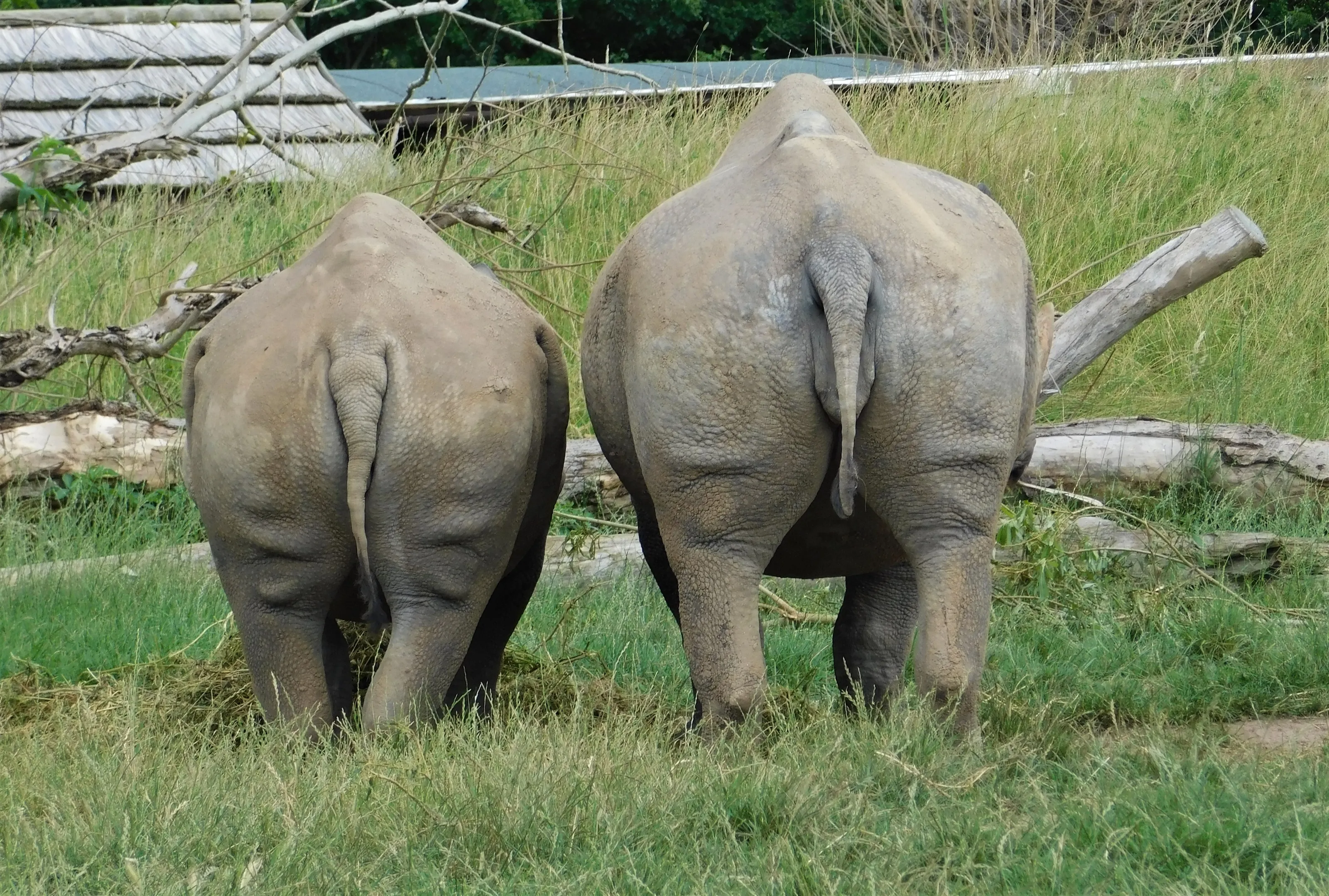 Animals from Behind.