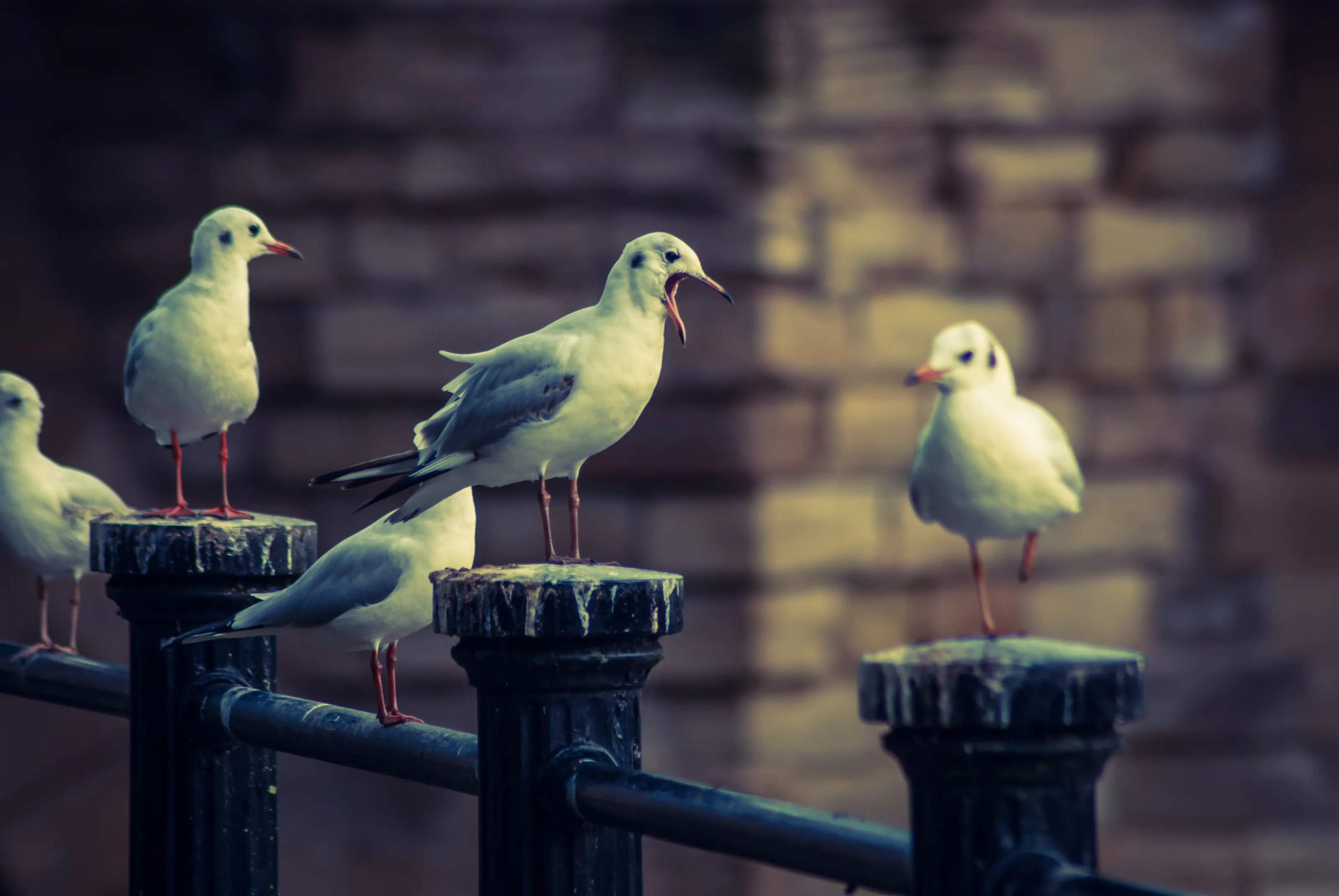 Comedy Birds