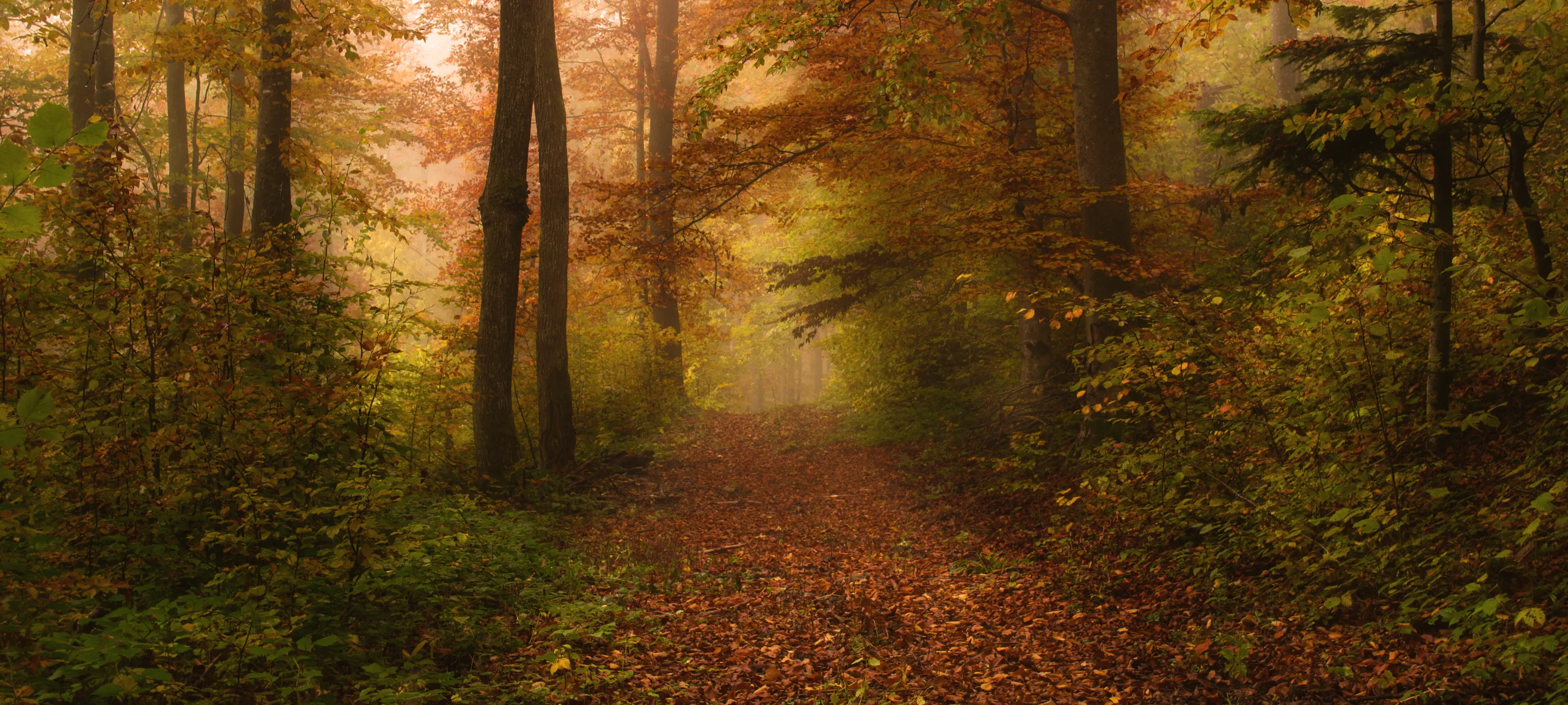 Autumn scenes