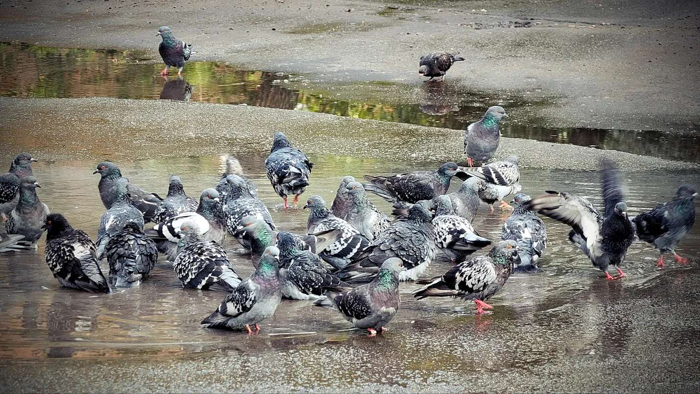 Pigeons in Colour (wild or domesticated)