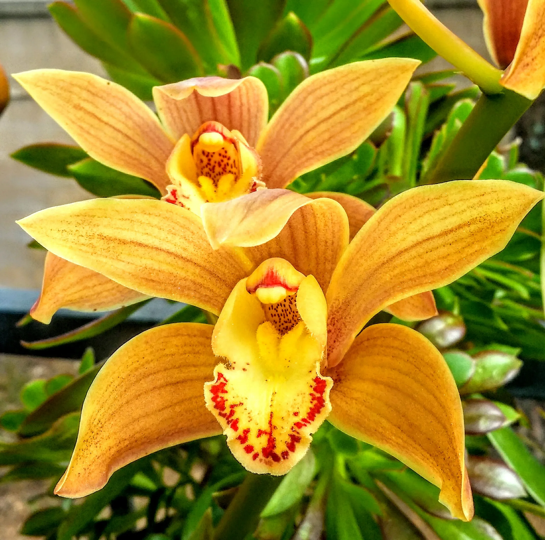 Orchids