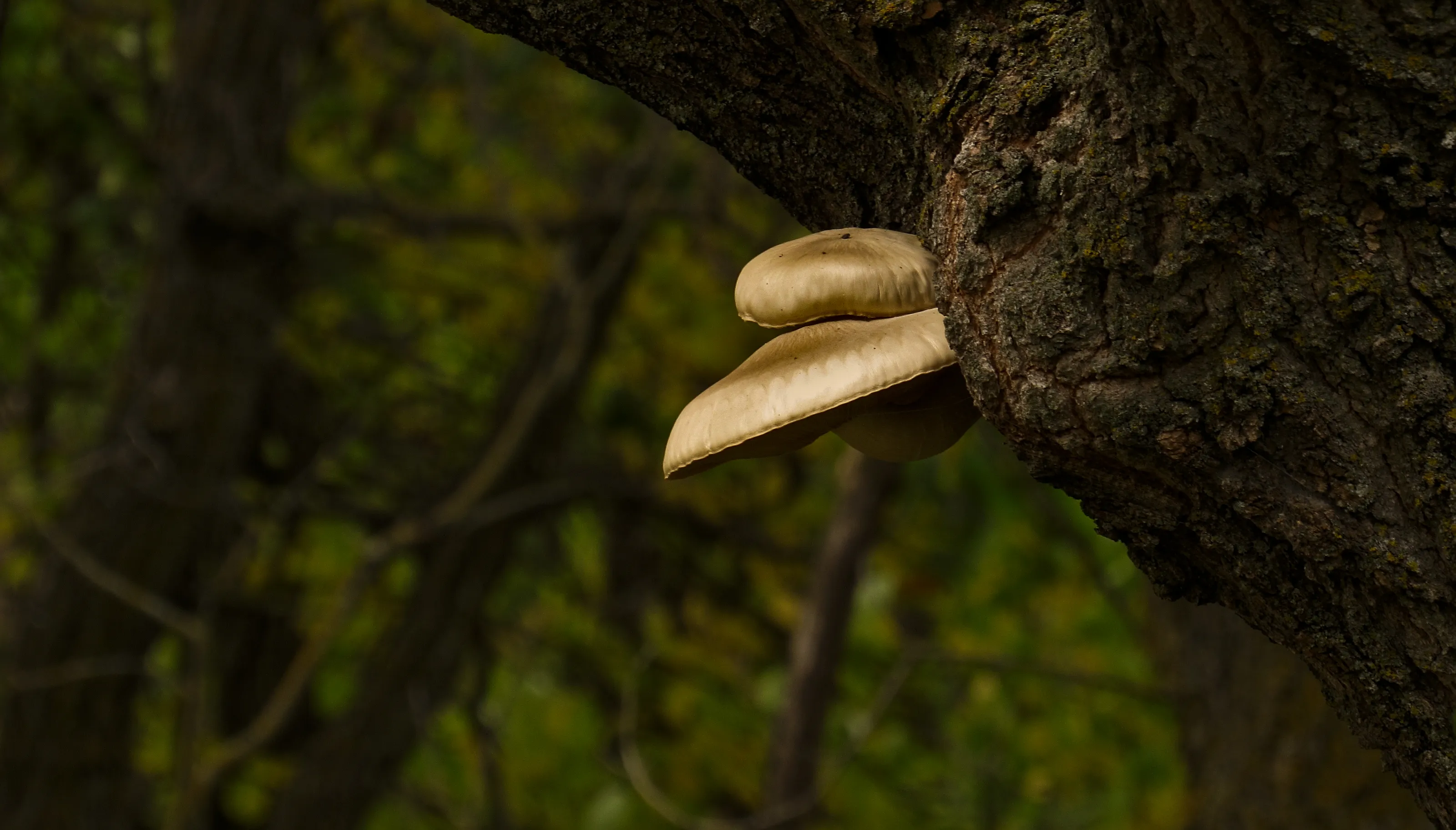 Mushrooms