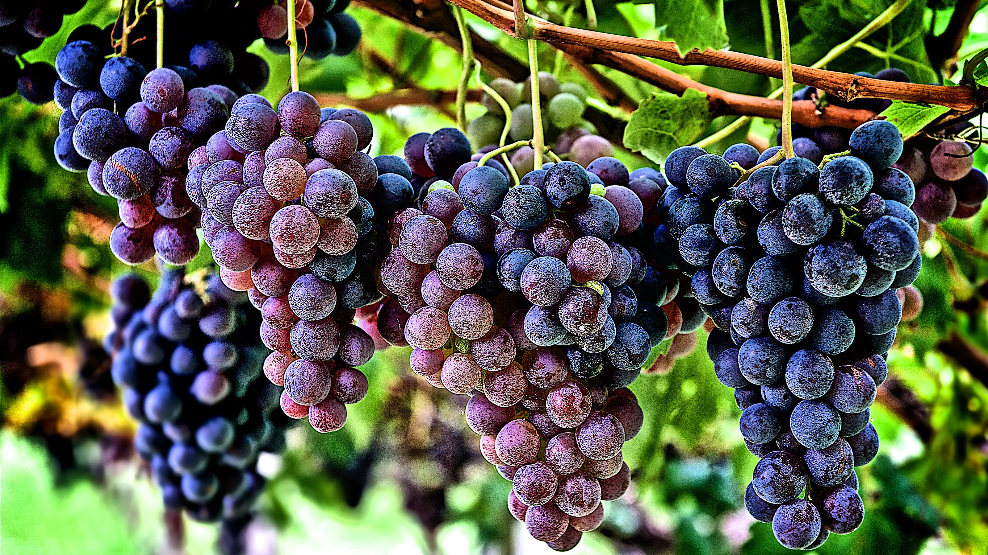 Grapes