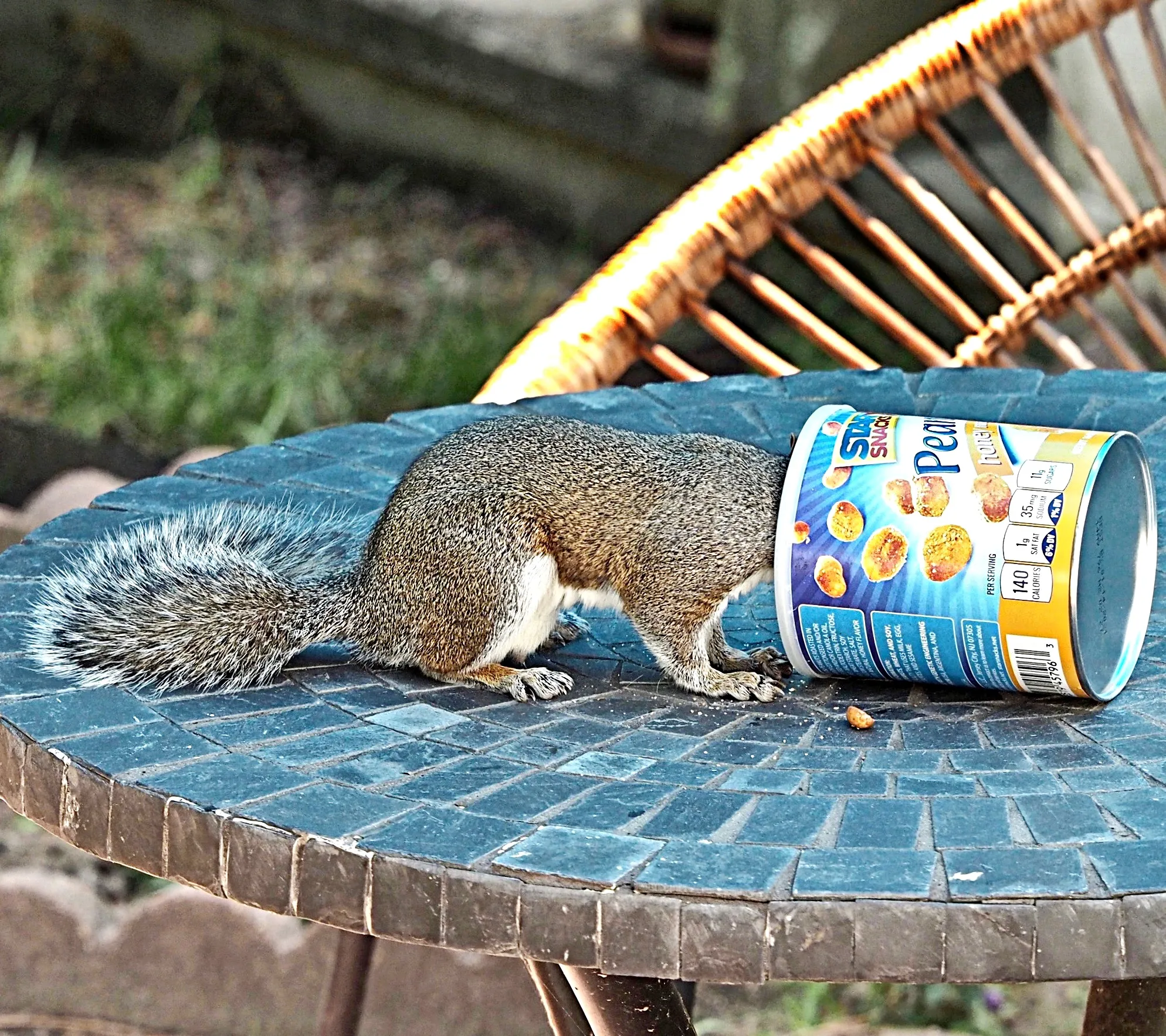 Comedy Rodents