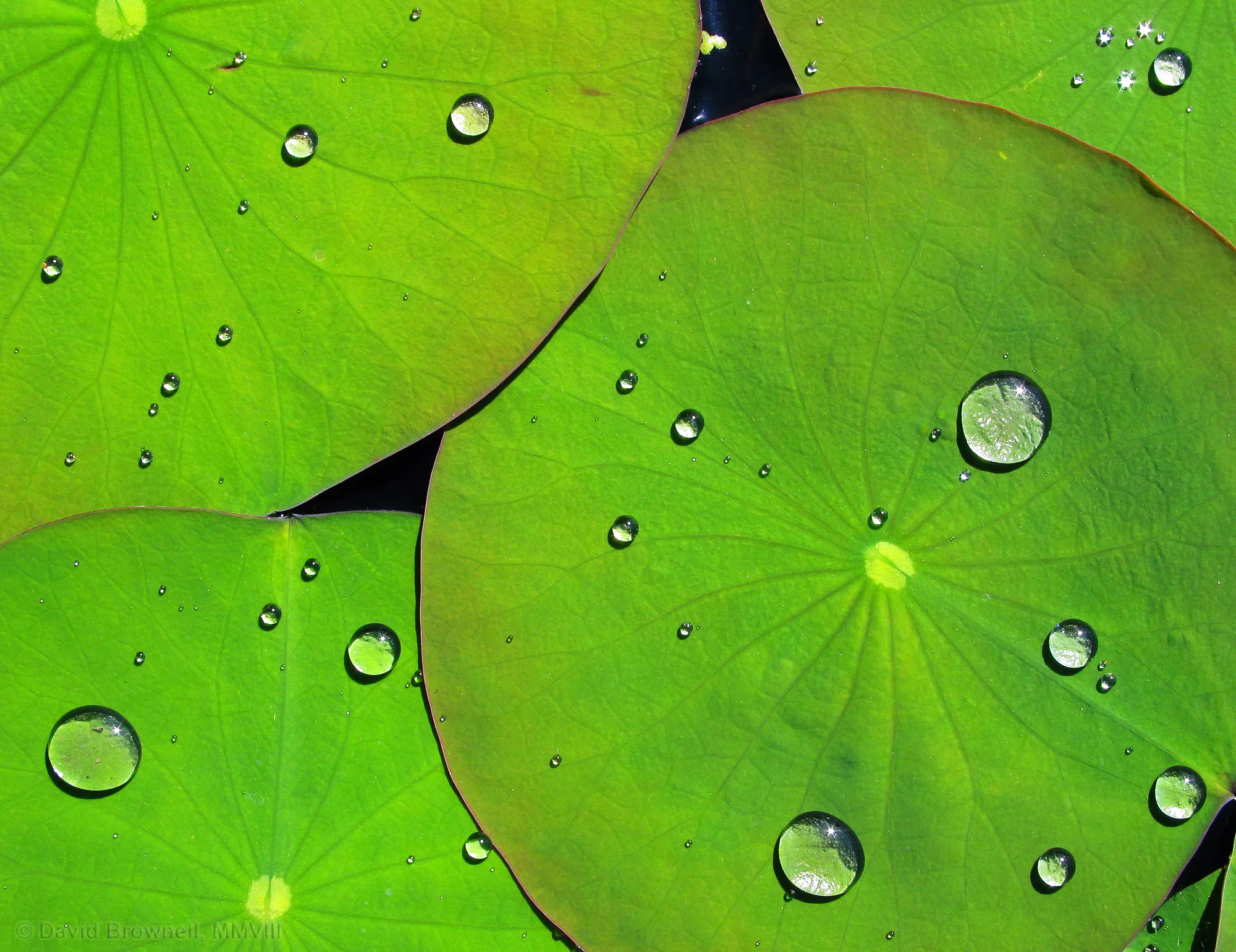 Leaves