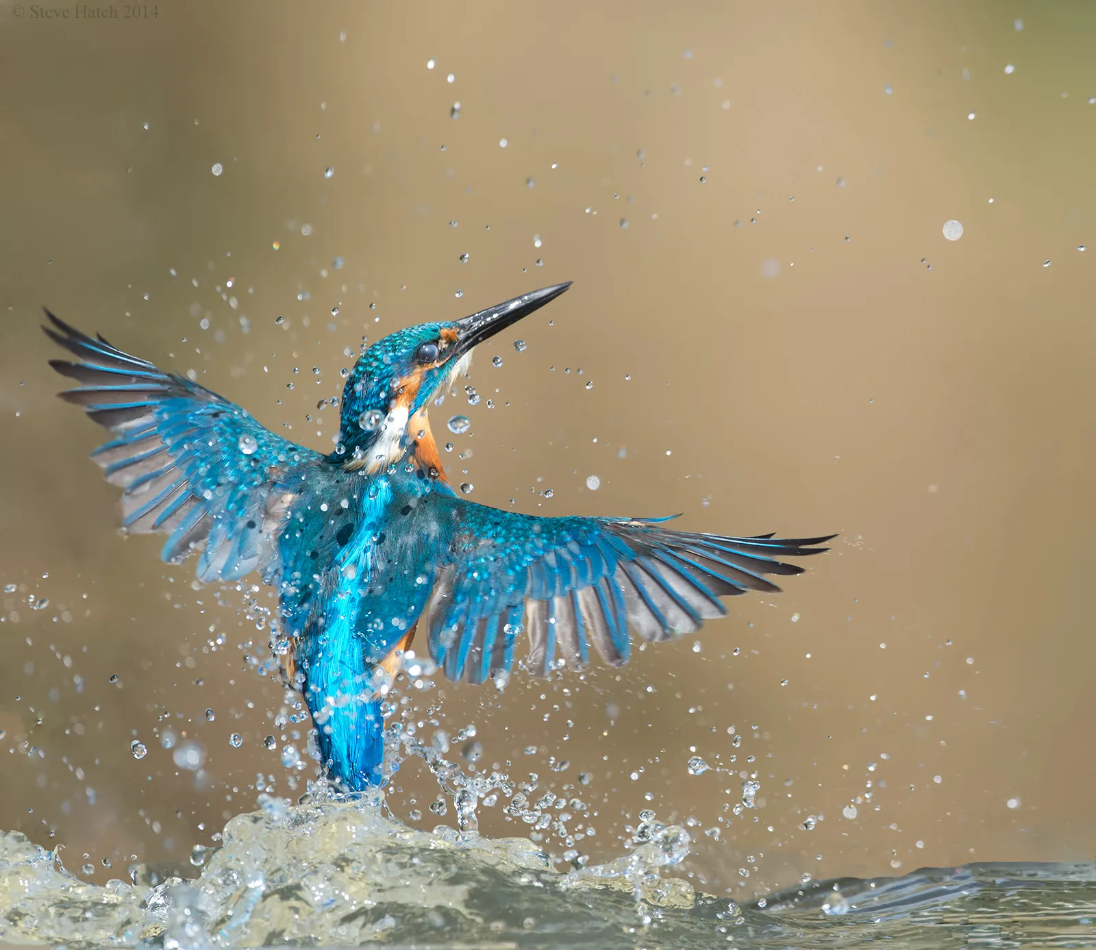 Birds in Action in Water