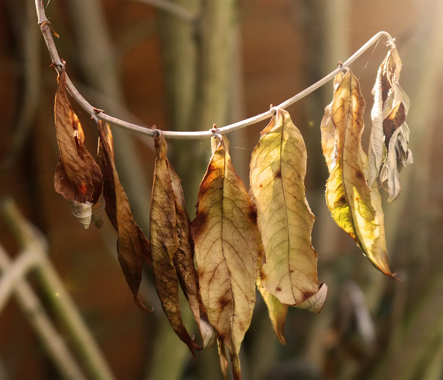 Dead Leaves in Colour