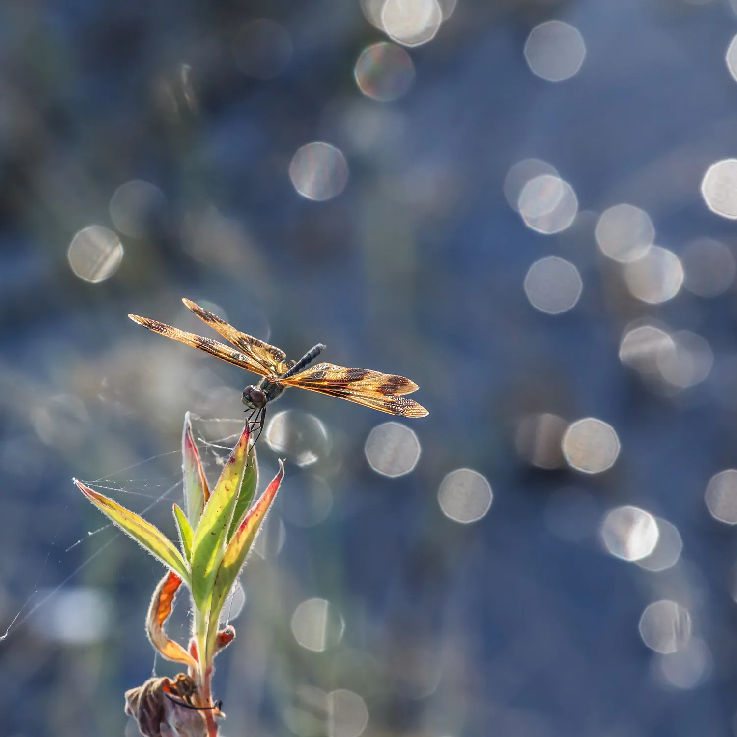 Bokeh in Nature