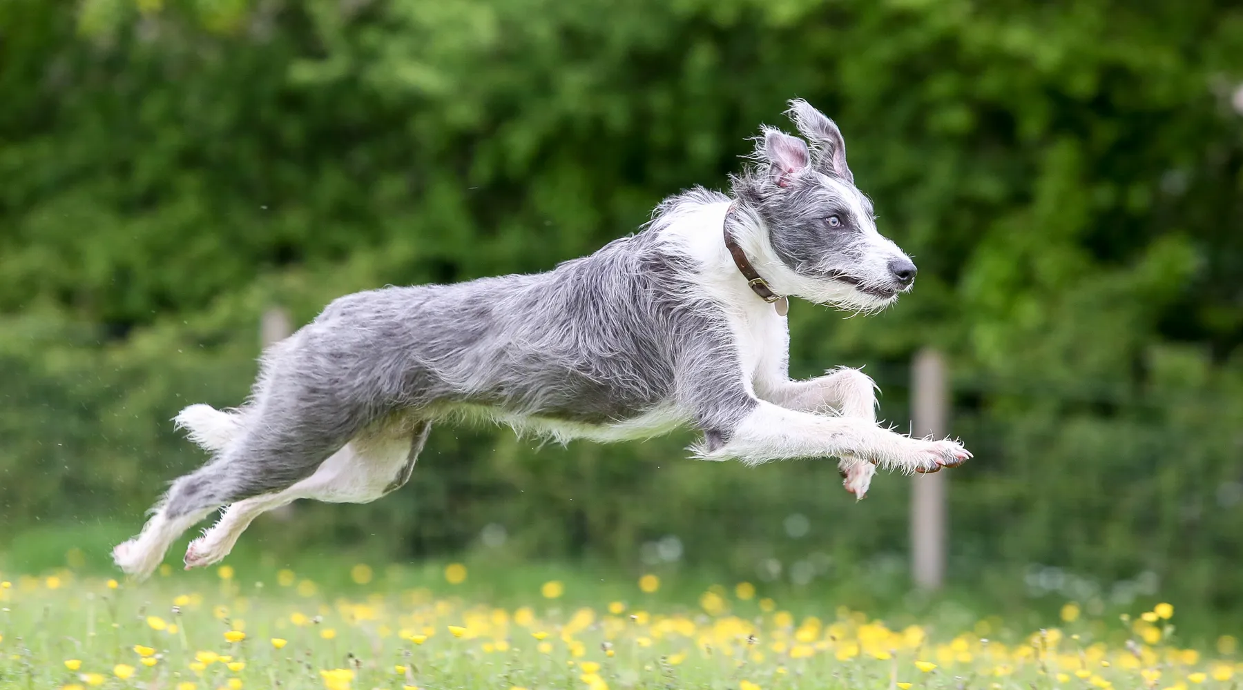 Lurchers, Whippets and Greyhounds