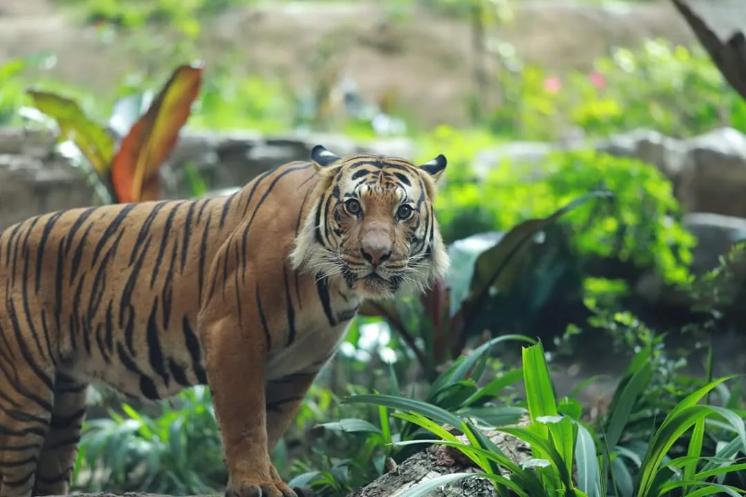 Wildlife