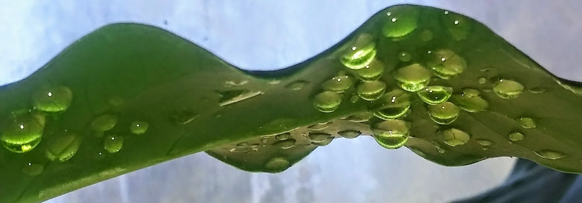 Water