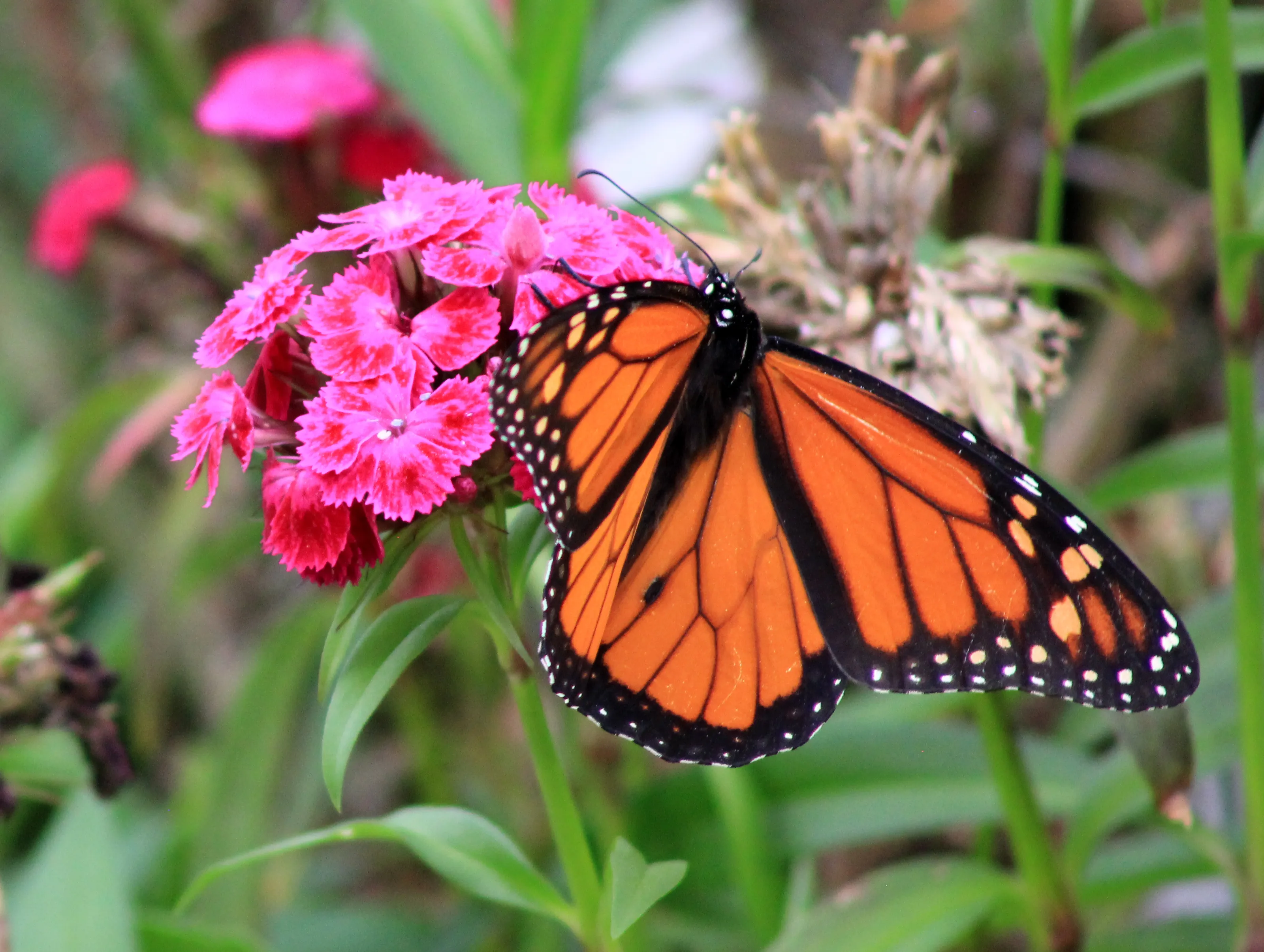Butterflies in Colour