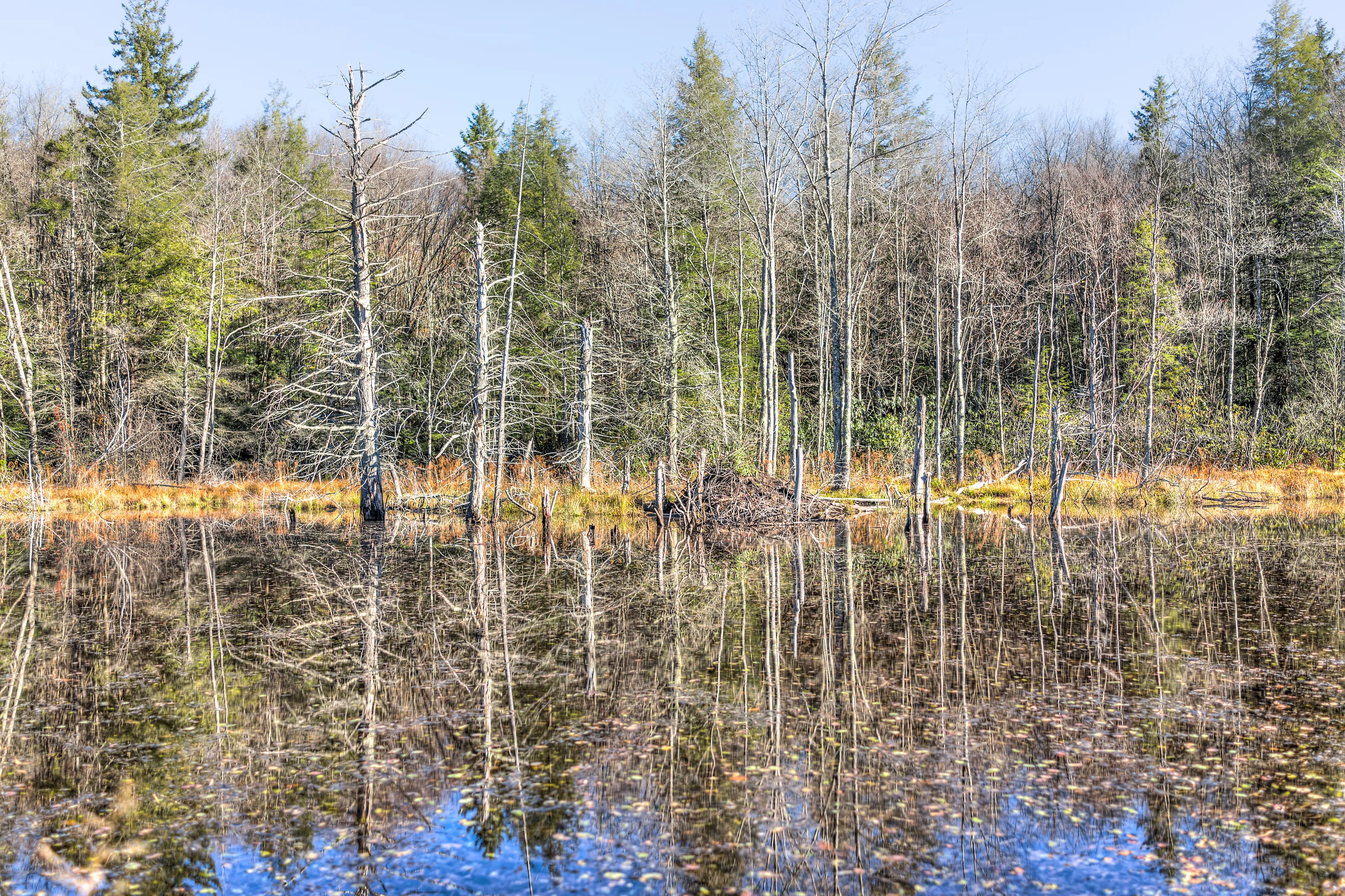 Swamps, Marshes and Ponds