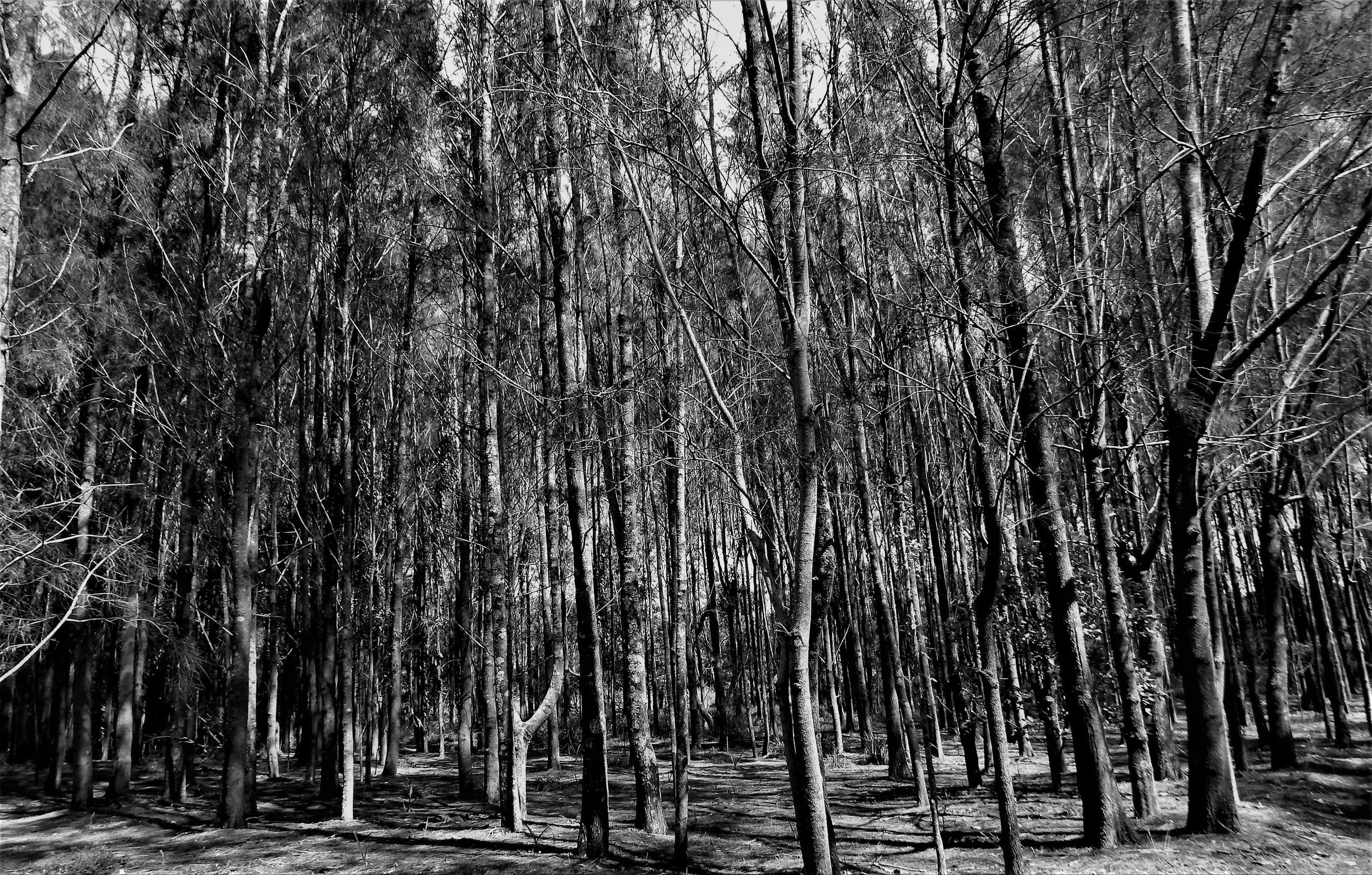 Trees in Black and White - No People