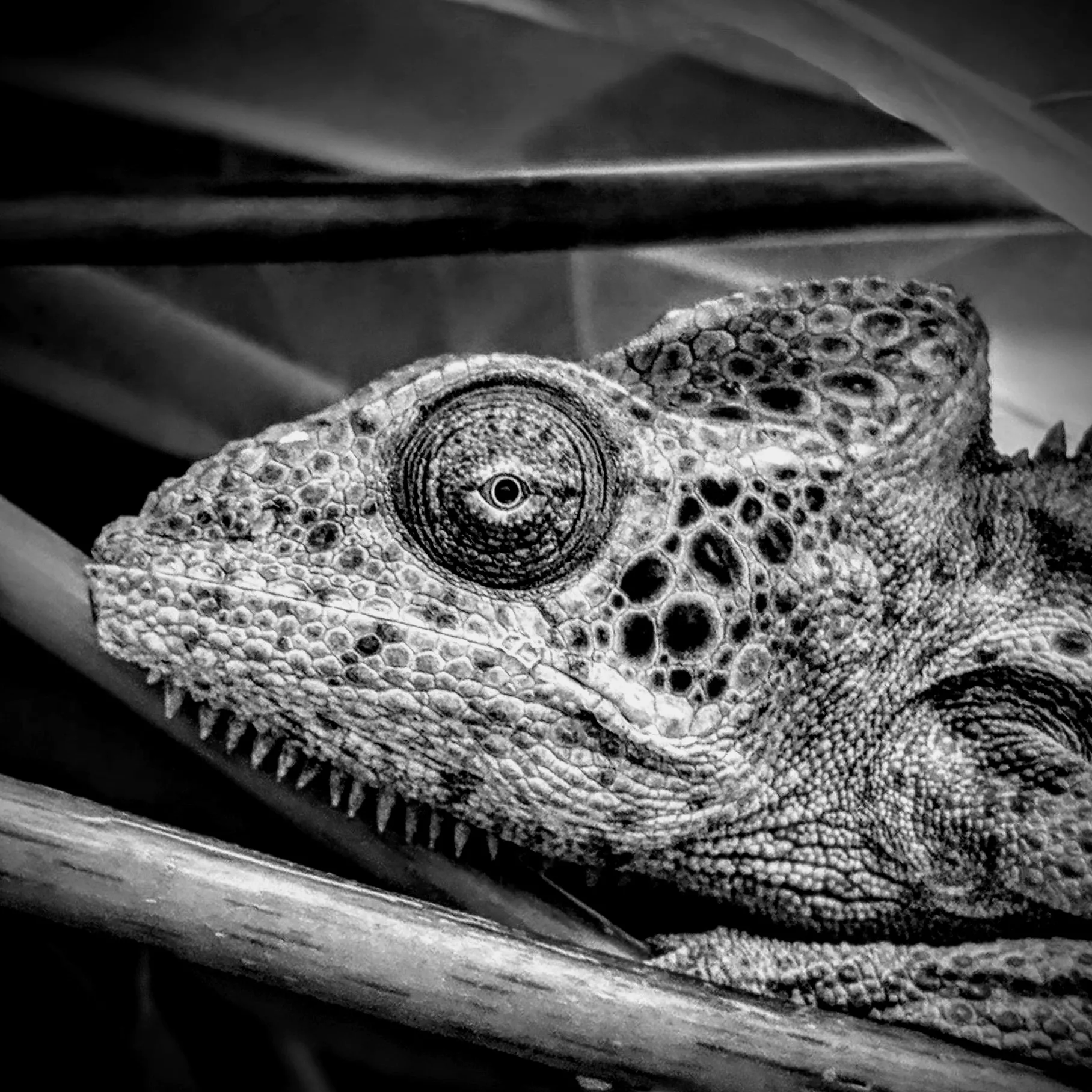 Lizards