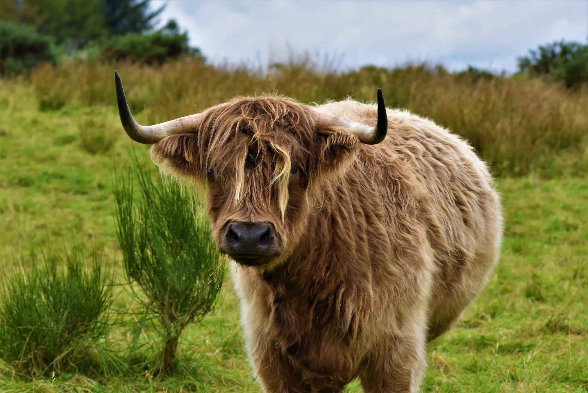 Highland Cattle