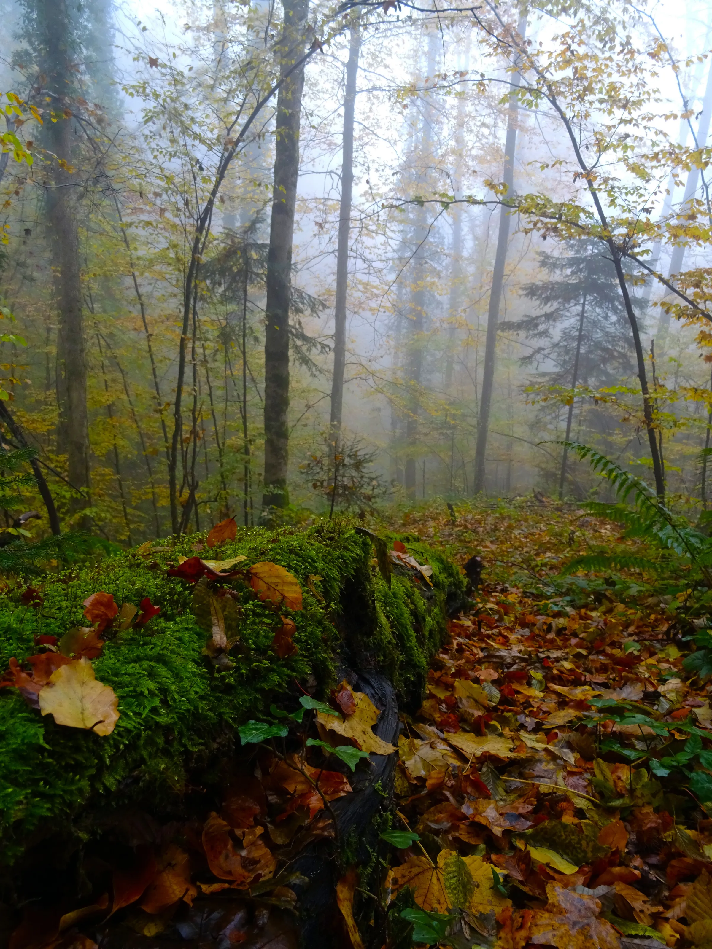 Misty Forests