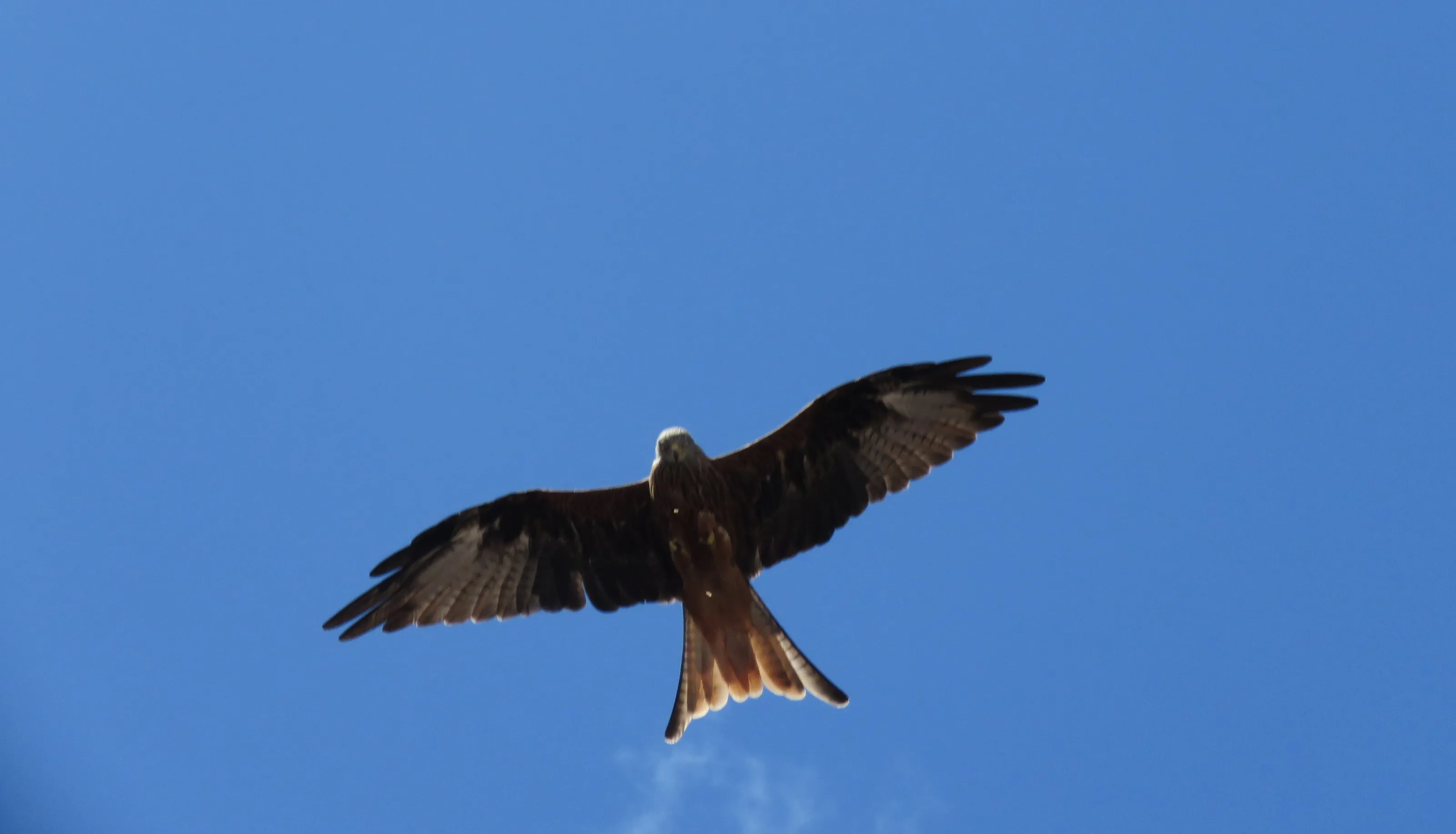 Birds of Prey on the Wing (in Colour)