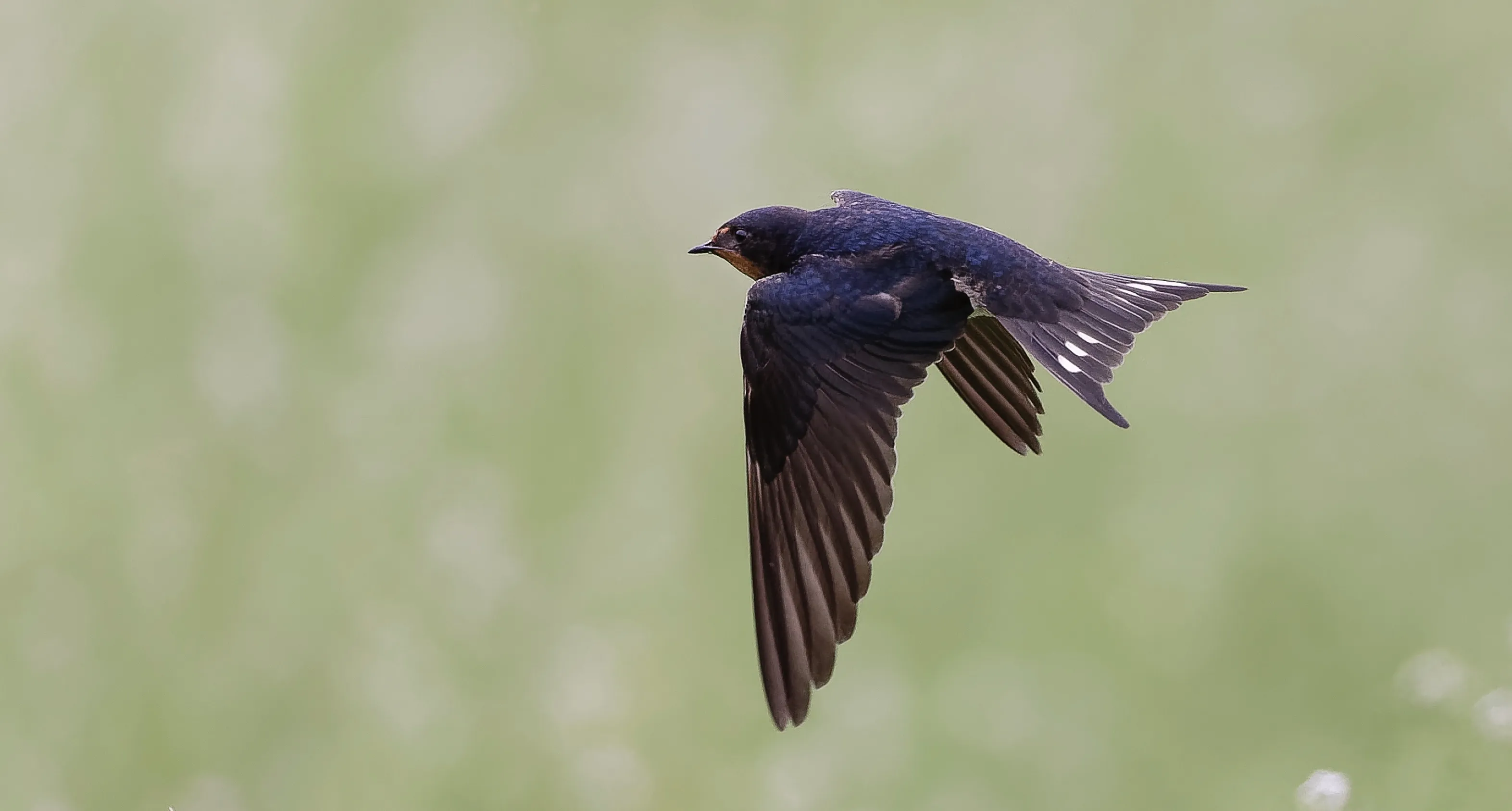 Swallows