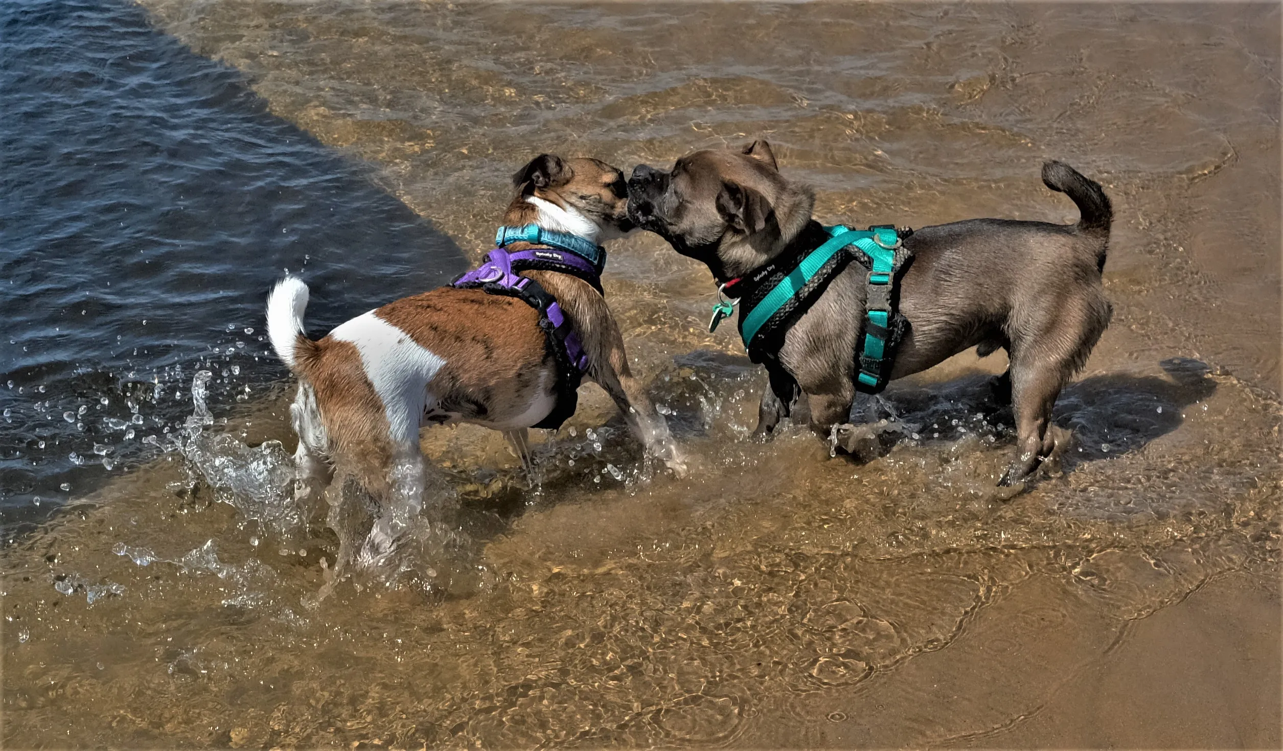 Only Two Dogs at Play