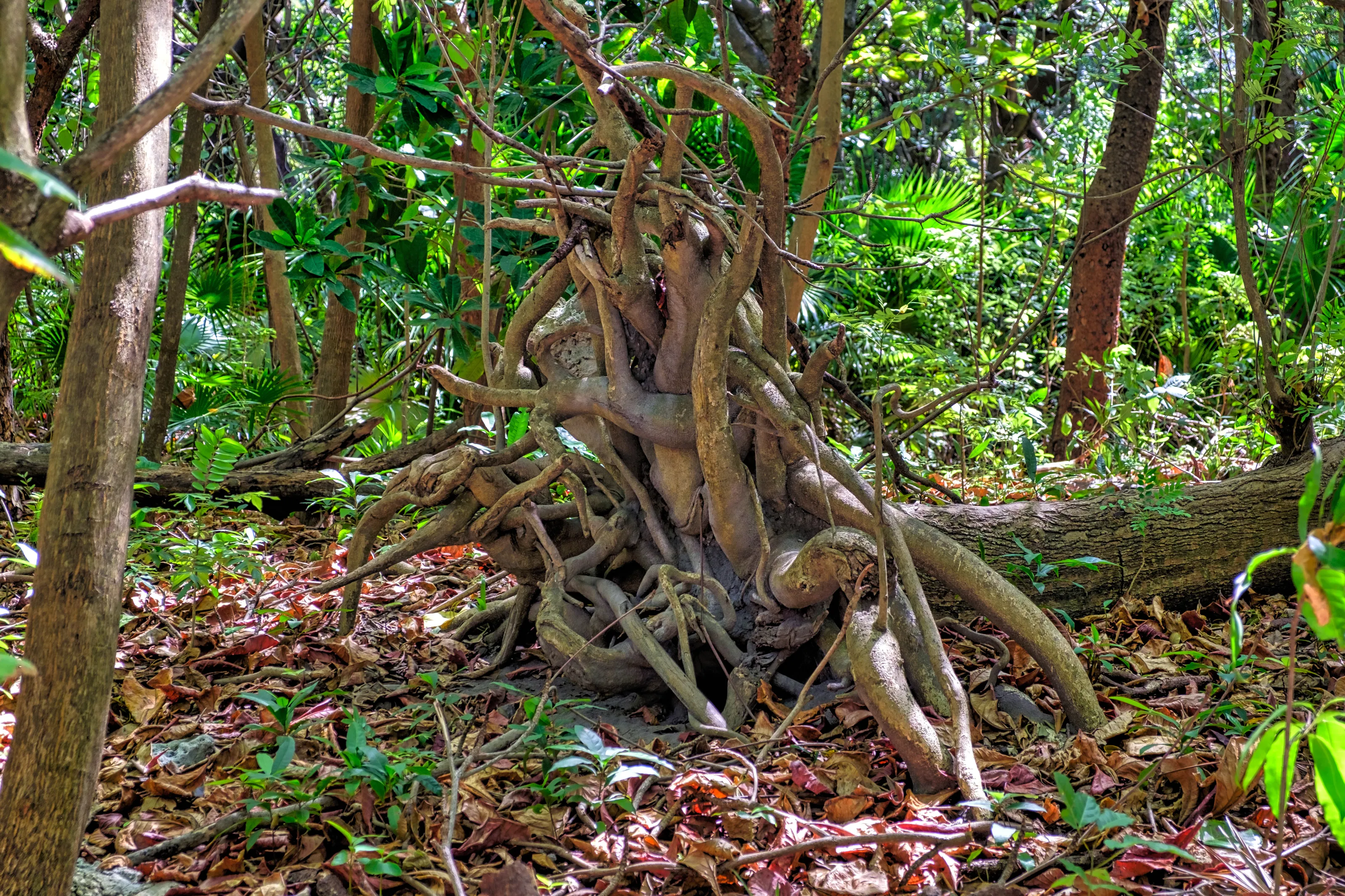 Roots of Plants (no animals or people)