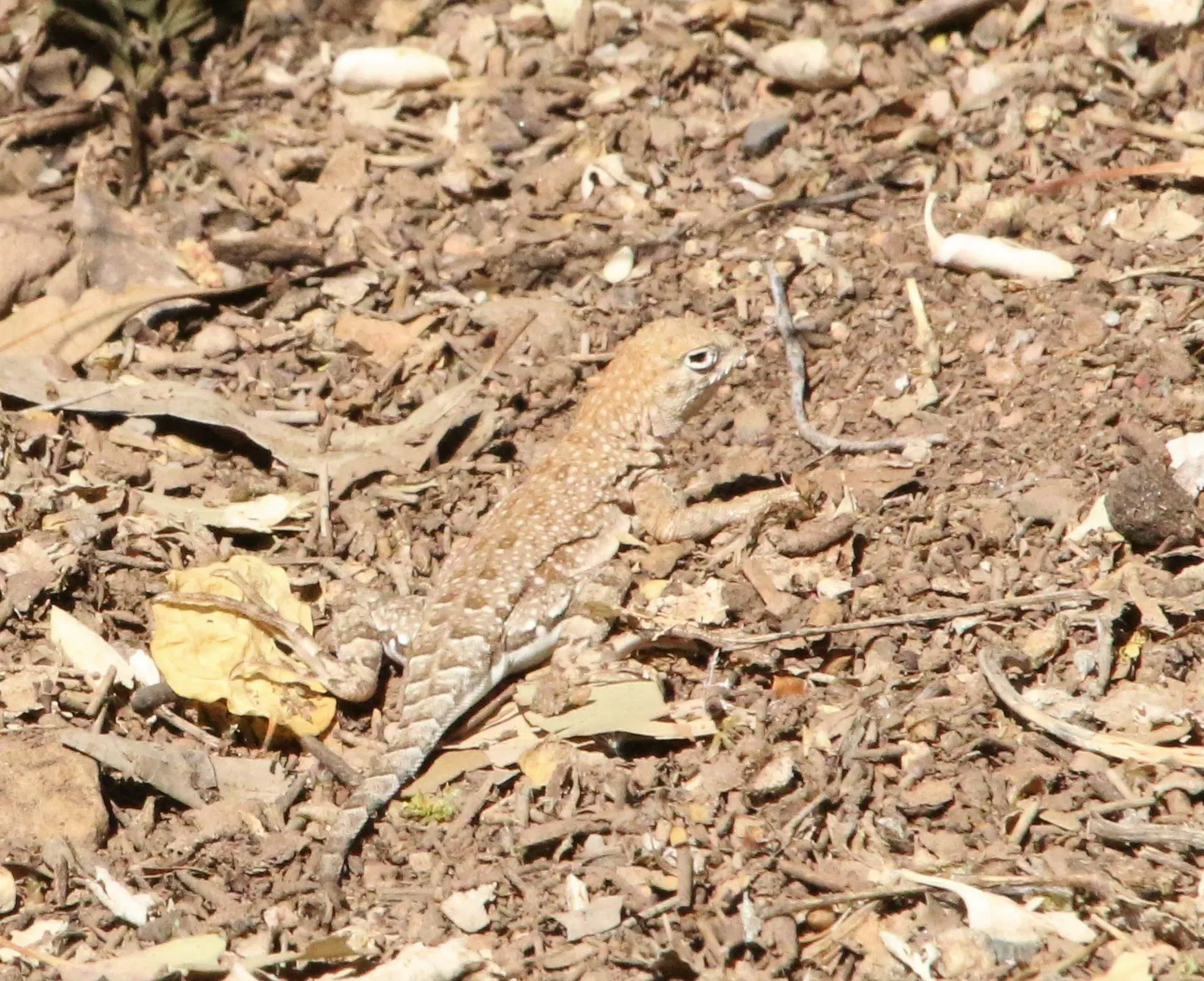 Hidden Animals