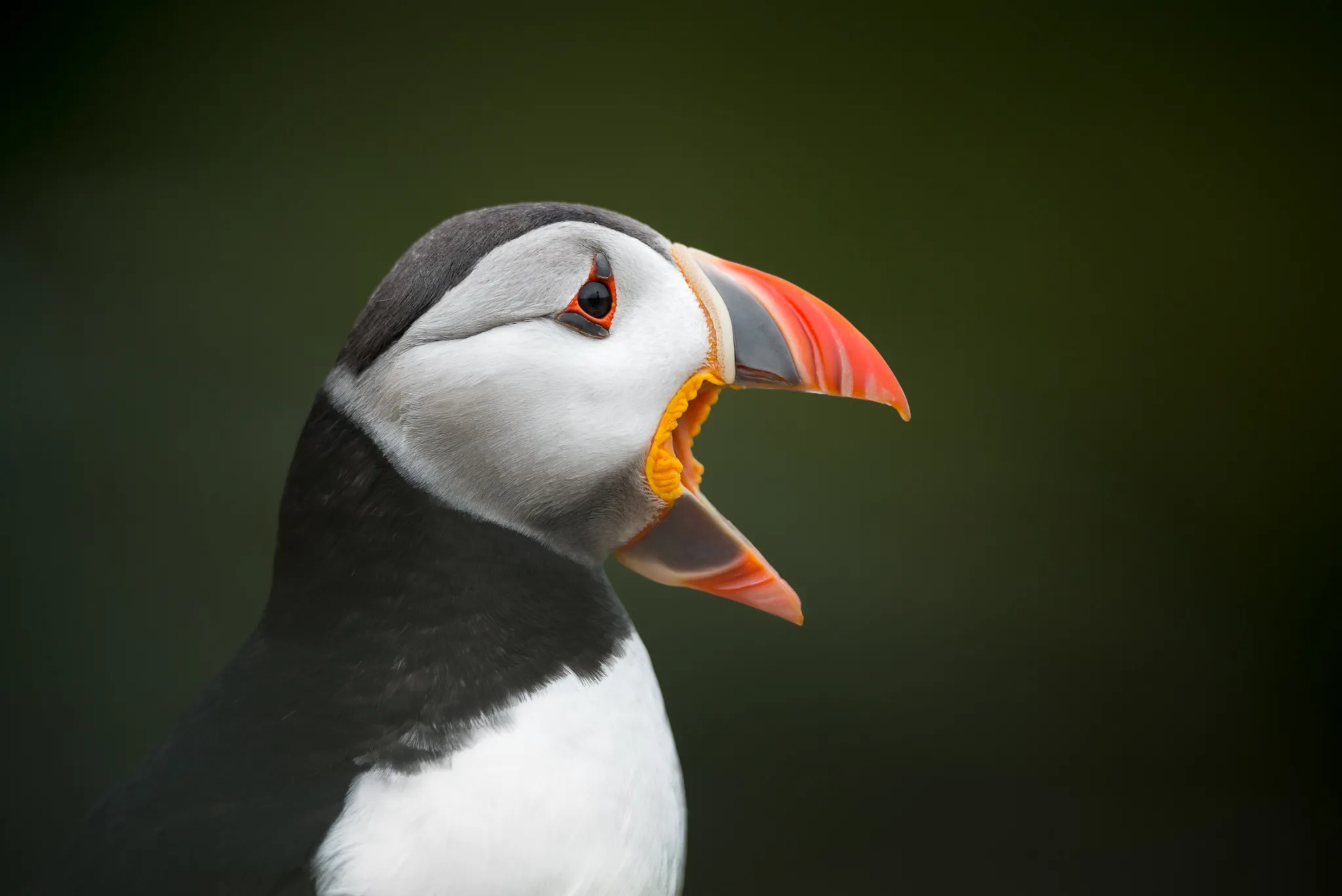 Birds With Opened Beaks