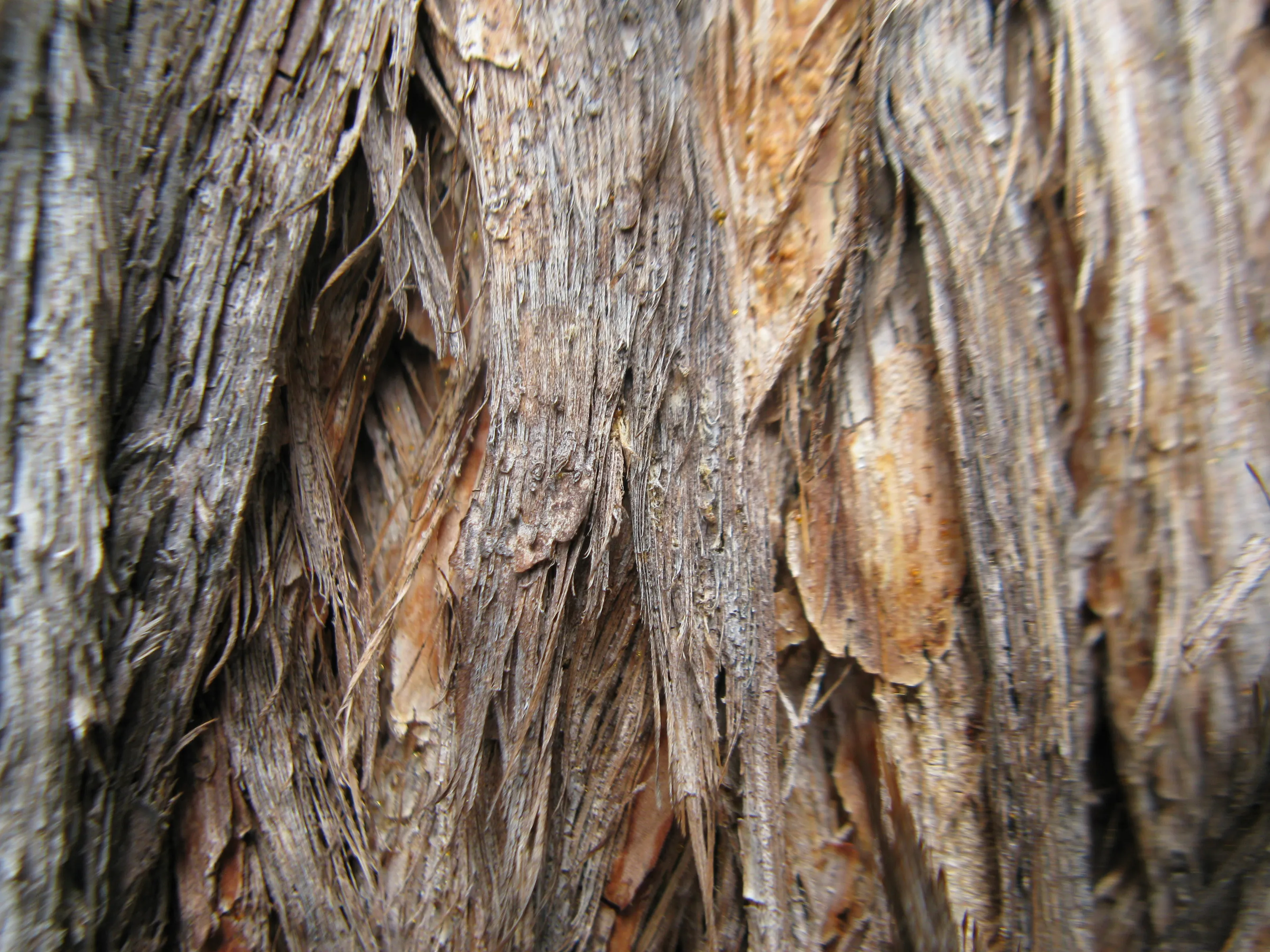 Patterned or Textured Tree Bark