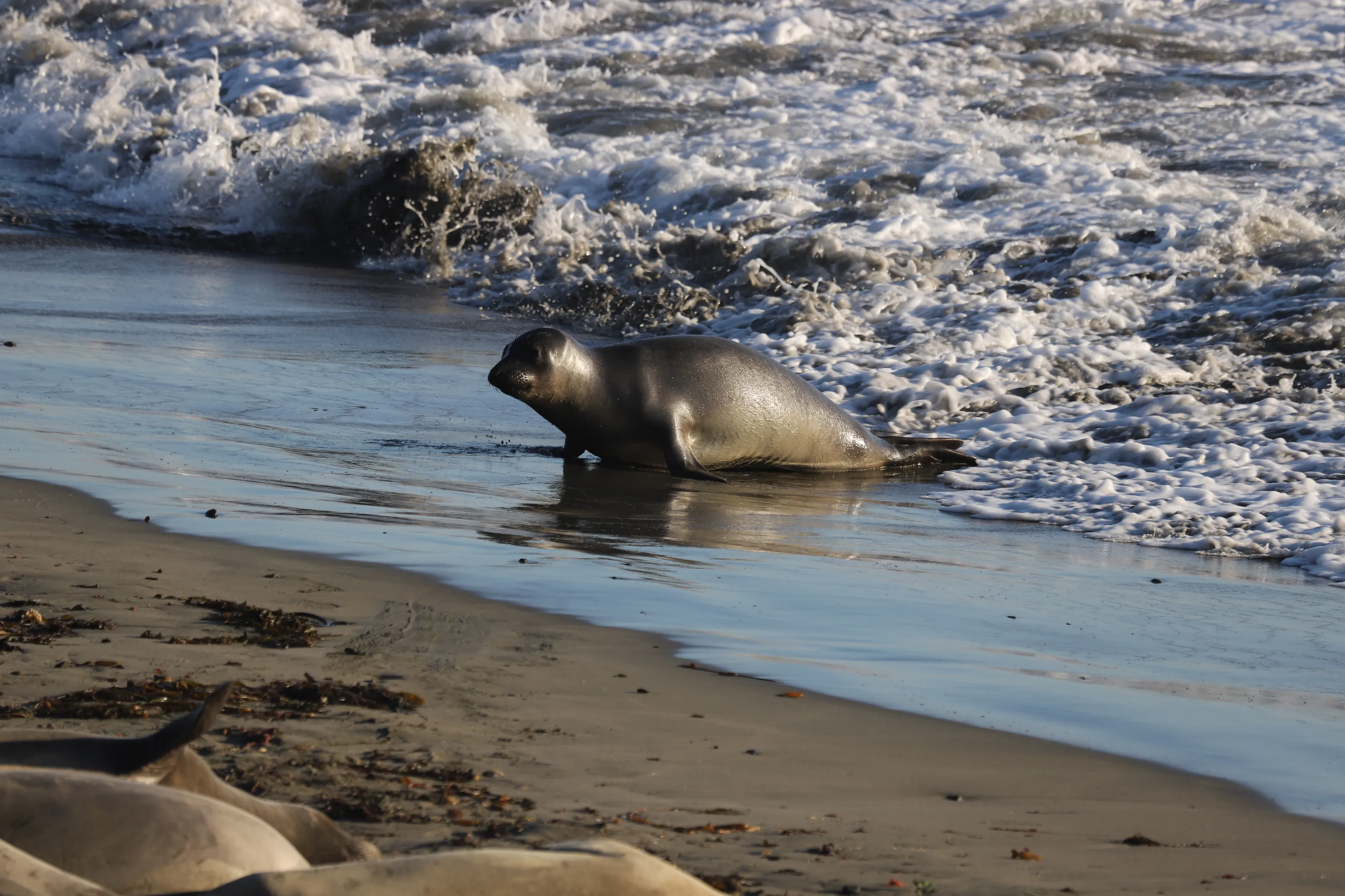 Seals and Sea Lions in the Wild