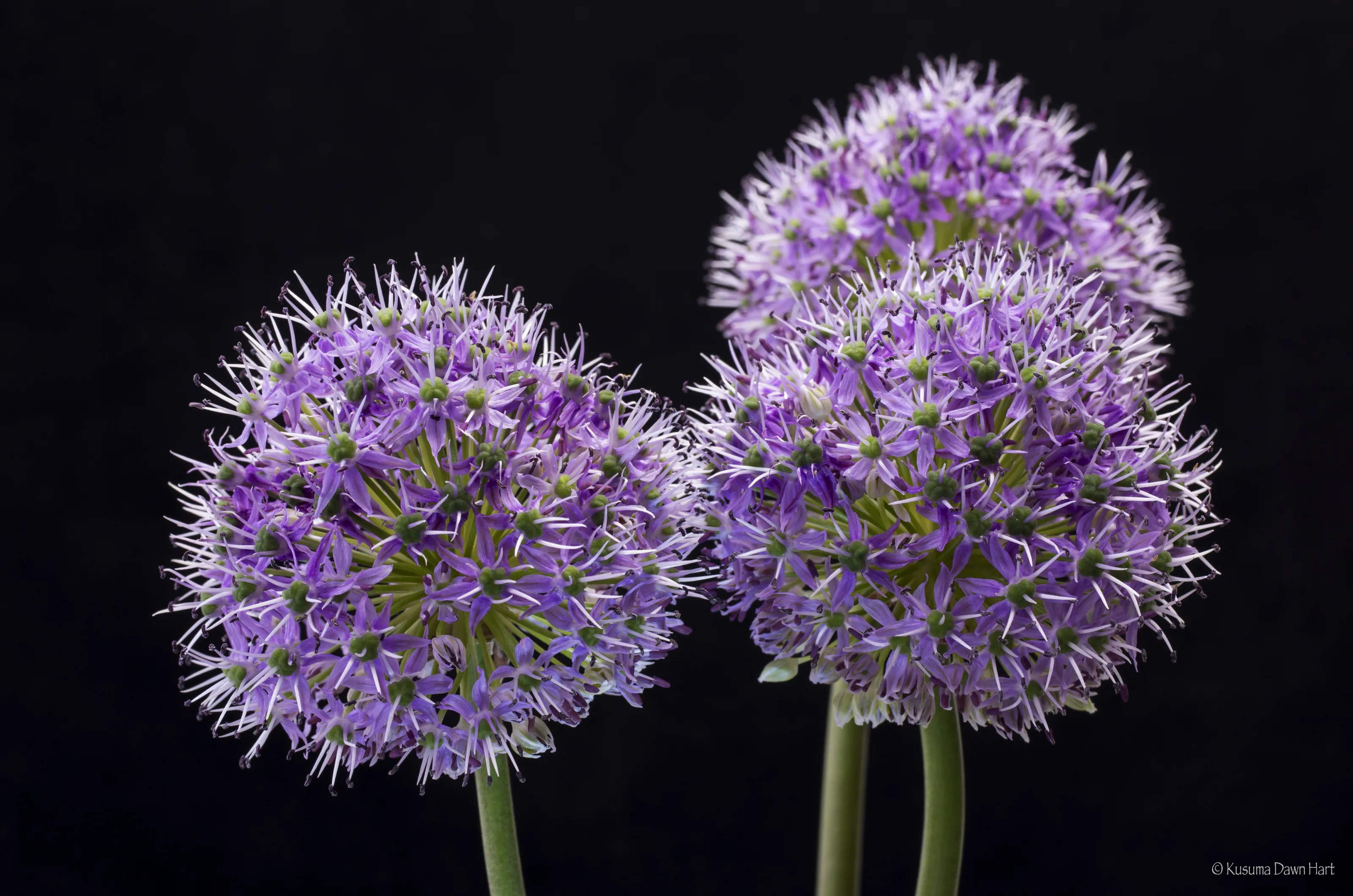 Alliums