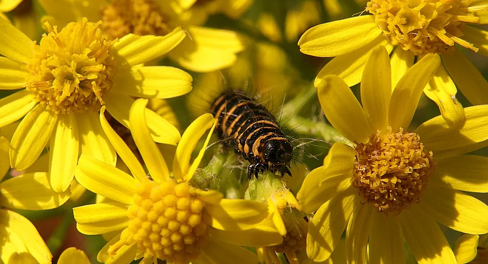 The Colour Yellow