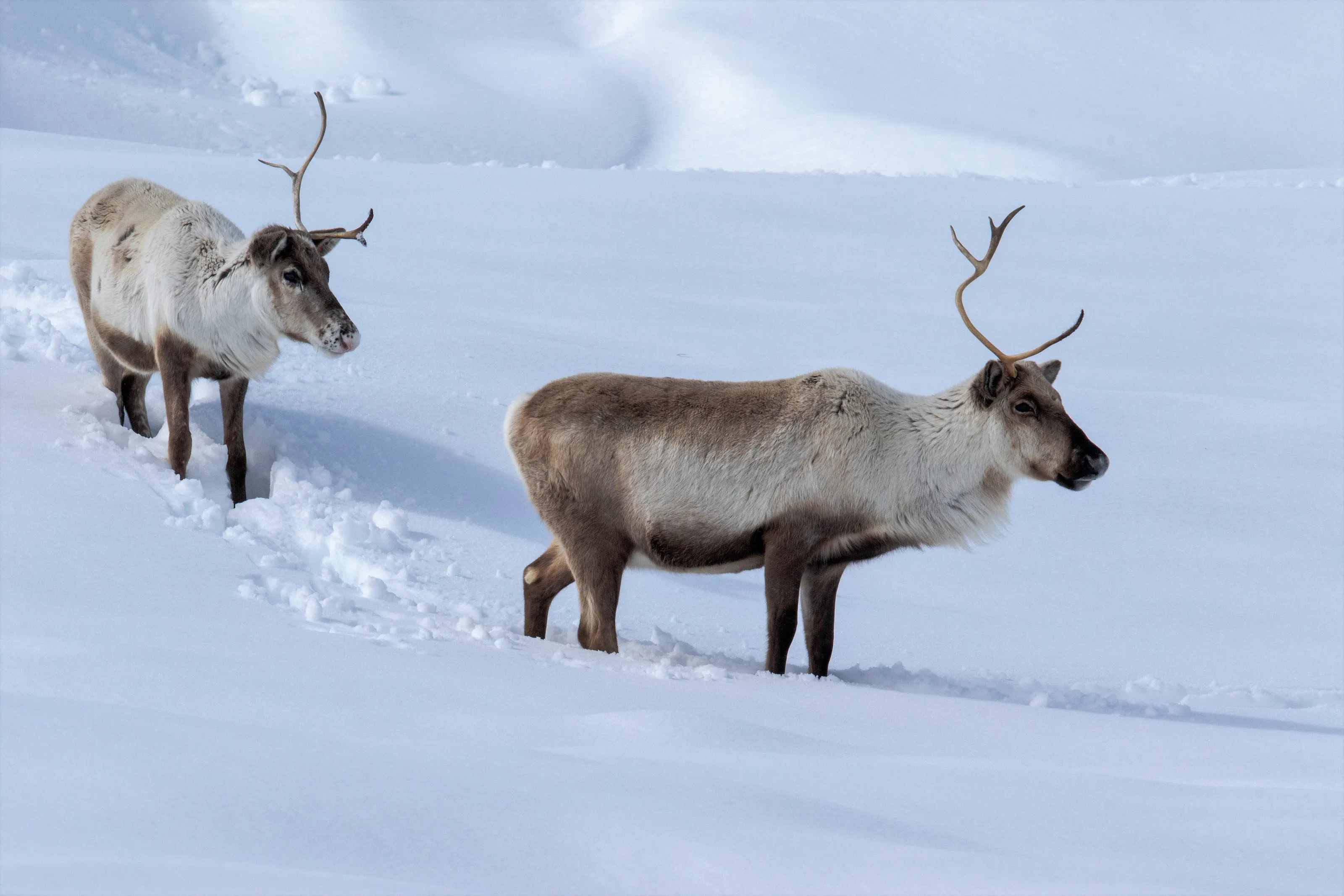 Winter Wildlife