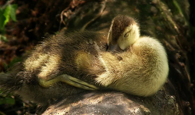 Baby Animals