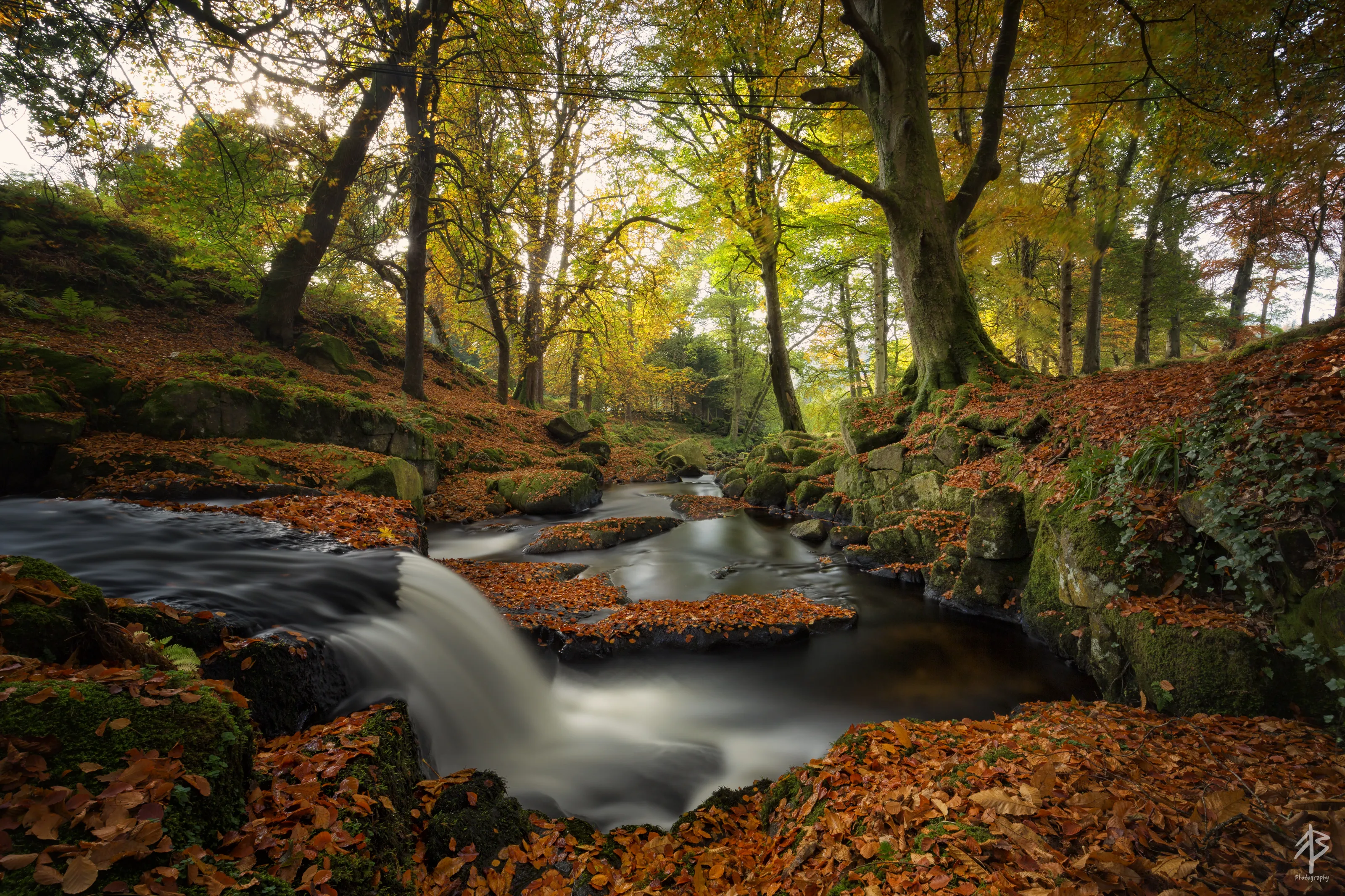Fall/Autumn