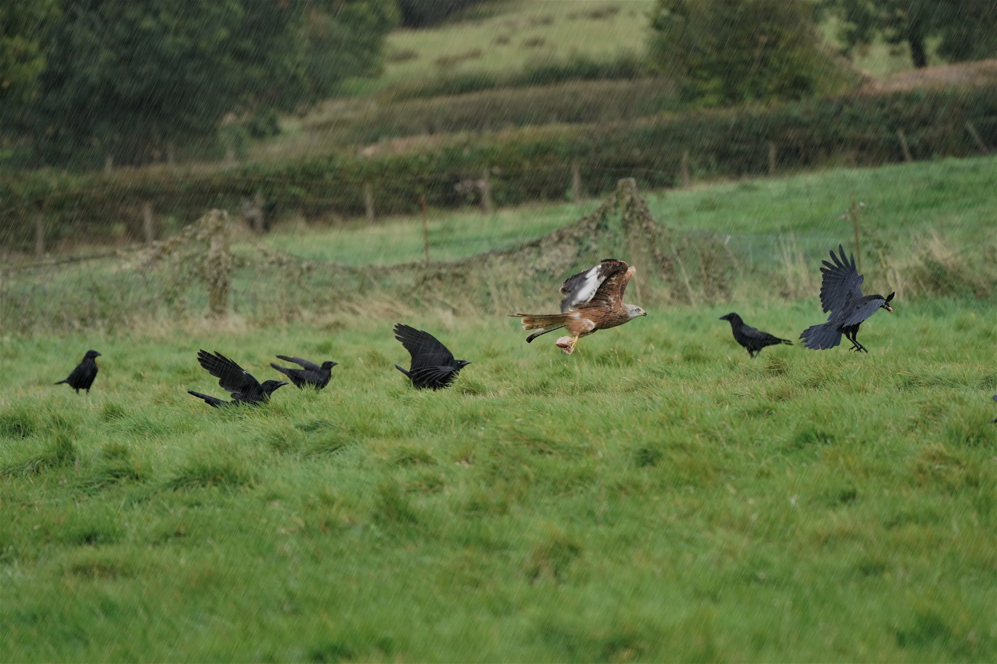 The Red Kite Bird (in colour)