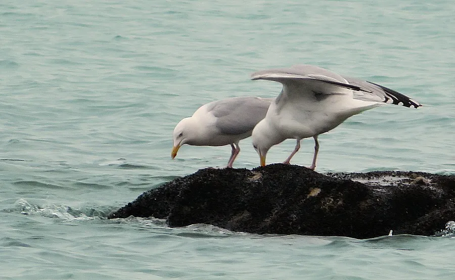 Water Birds