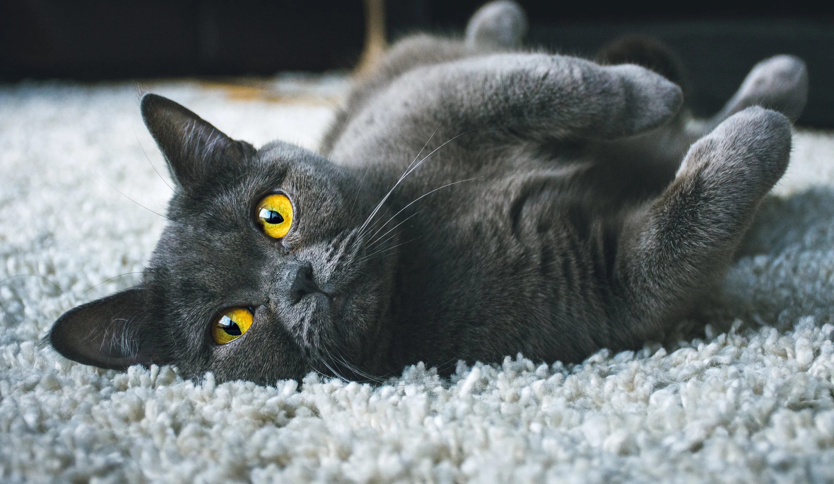 Pet portraits