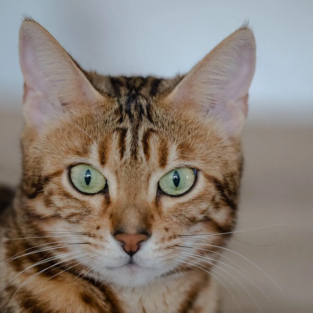 Animals Staring Into The Camera