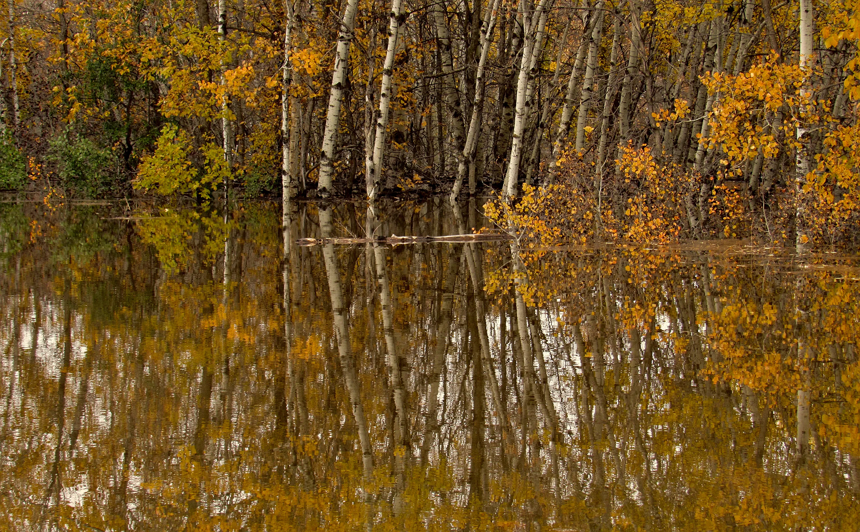 Autumn Reflections in Water (no people)