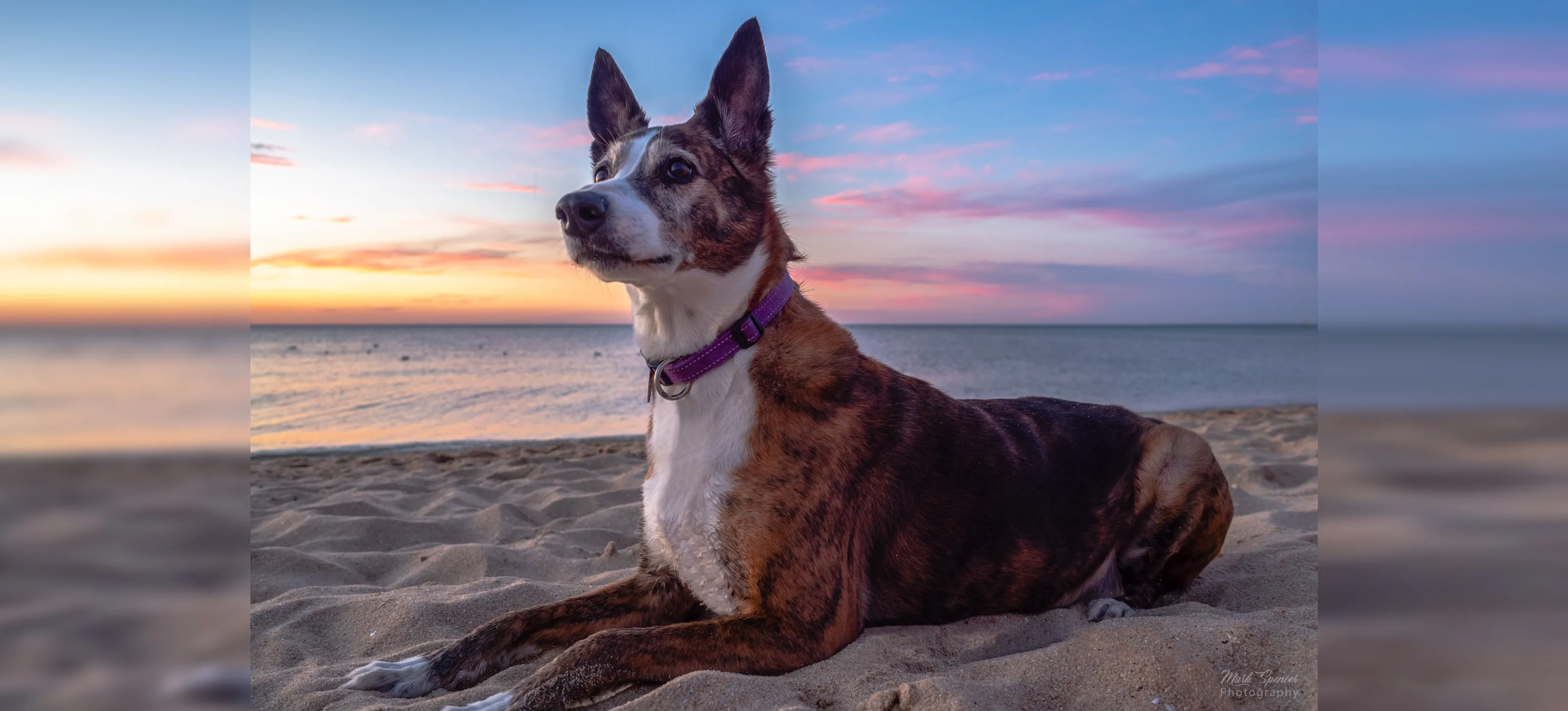 Dogs on the Beach (no people)